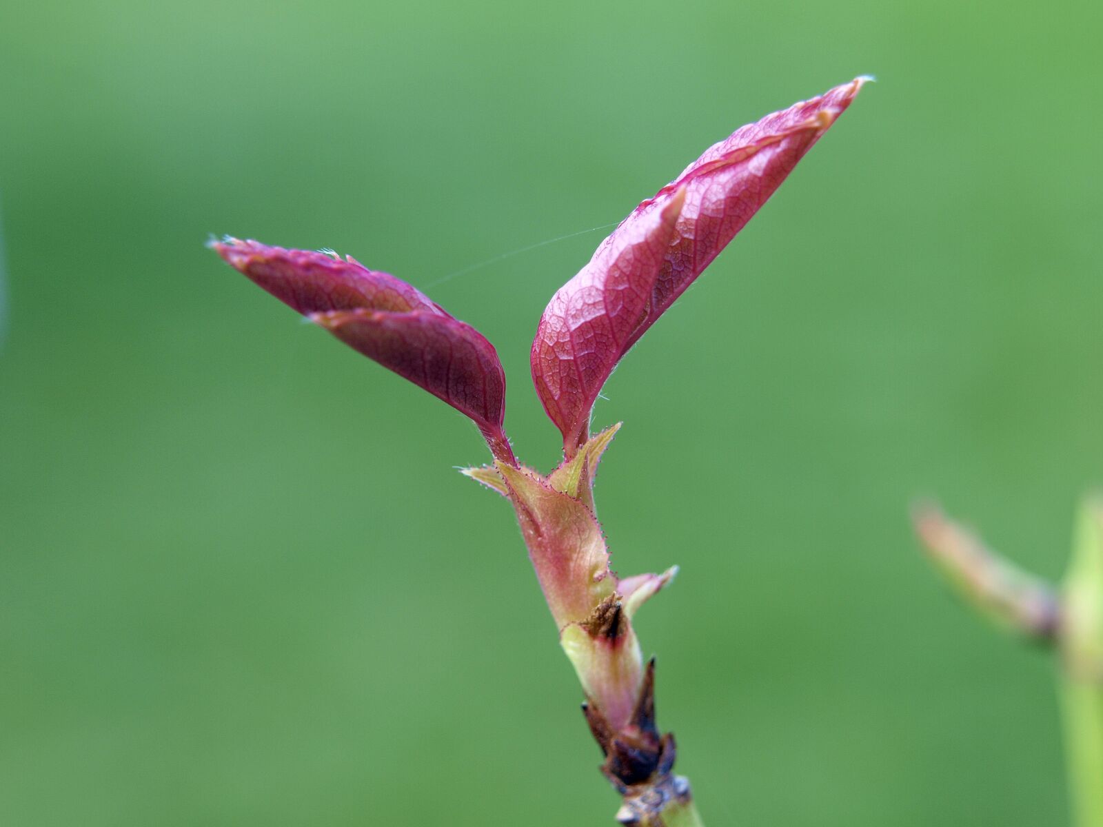 Olympus E-420 (EVOLT E-420) sample photo. Bud, rose, macro photography