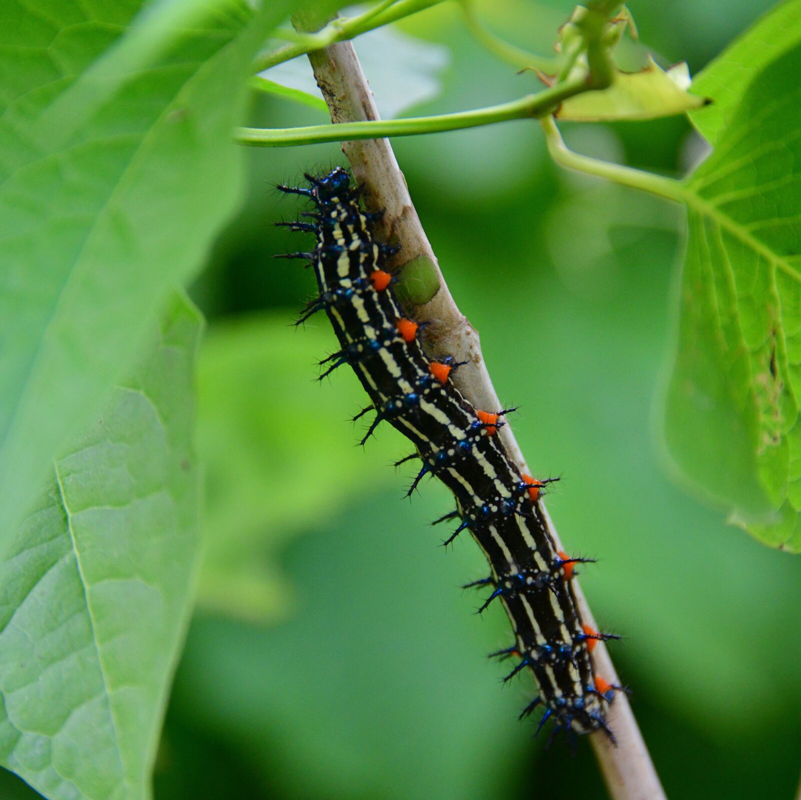 Nikon D850 sample photo. Caterpillar, colorful, insect photography