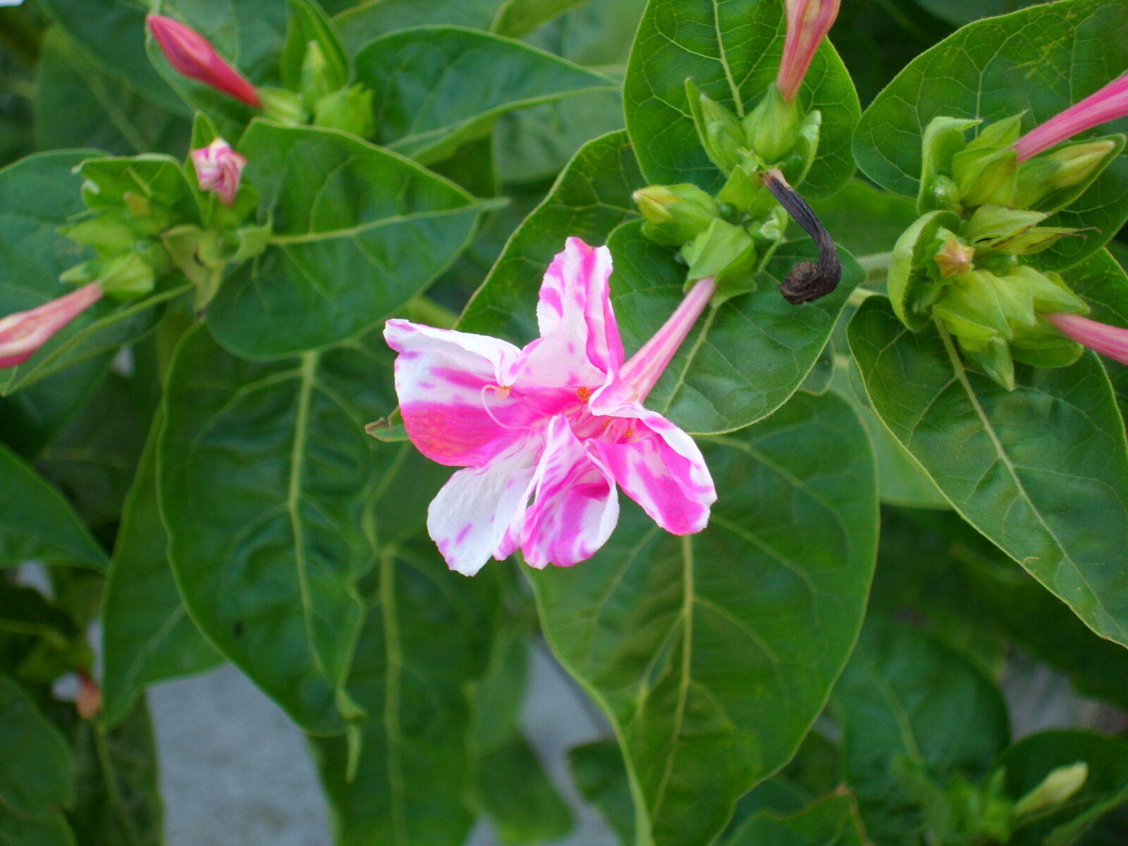 Samsung ST550 /  ST560 / VLUU ST550 /  TL225 sample photo. Flower, pink photography