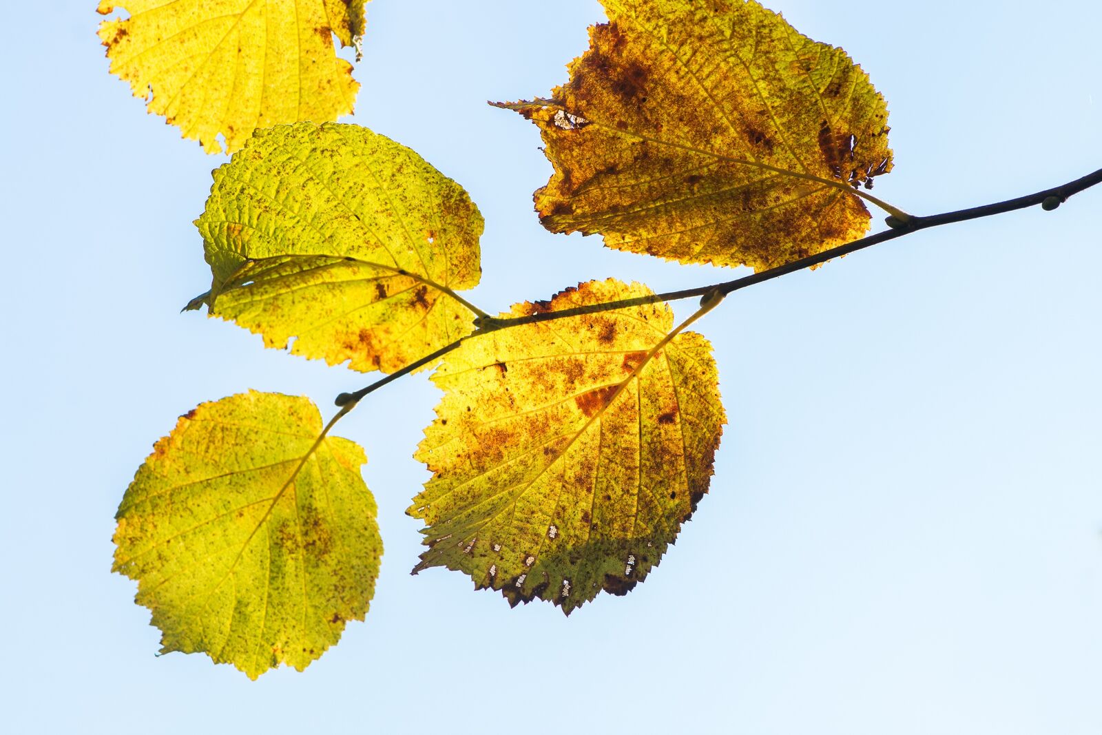 Nikon D7100 sample photo. Hazel leaves, hazel branch photography