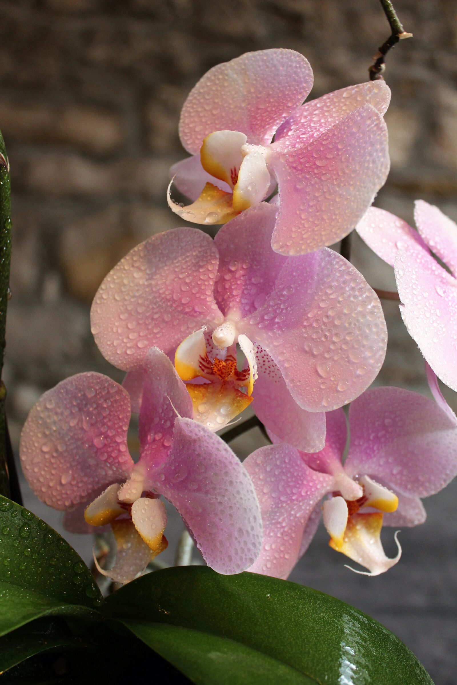 Canon EOS 550D (EOS Rebel T2i / EOS Kiss X4) sample photo. Orchid, flower, beauty photography