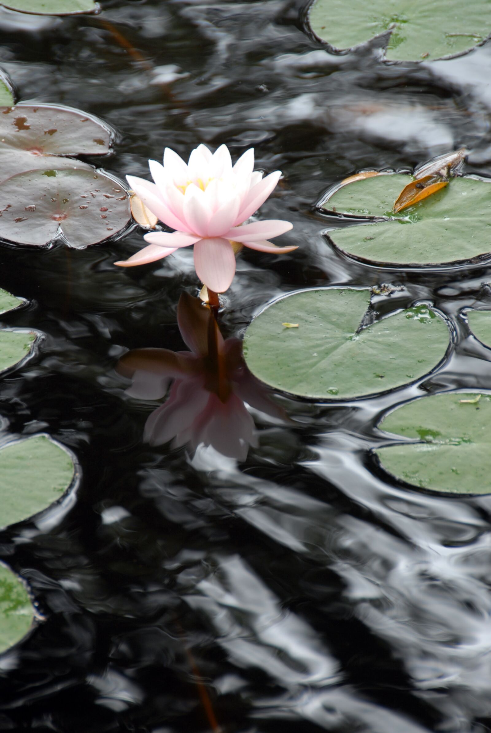 Nikon D200 sample photo. Water lilies, pond, nature photography