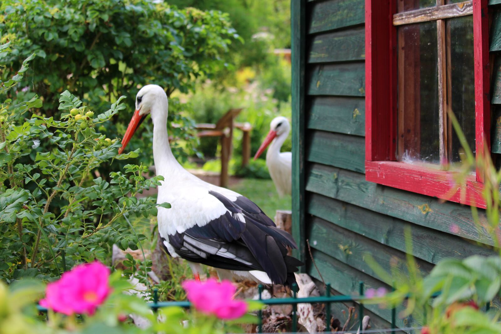Canon EF-S 55-250mm F4-5.6 IS STM sample photo. Stork, rattle stork, bird photography