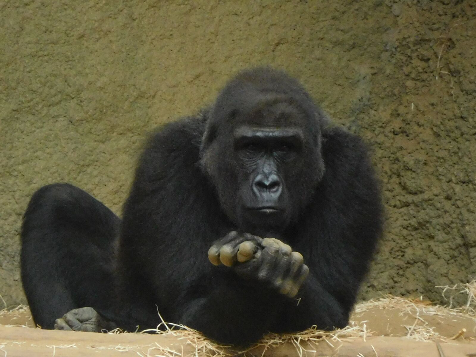 Nikon Coolpix S7000 sample photo. Gorilla, zoo, monkey photography