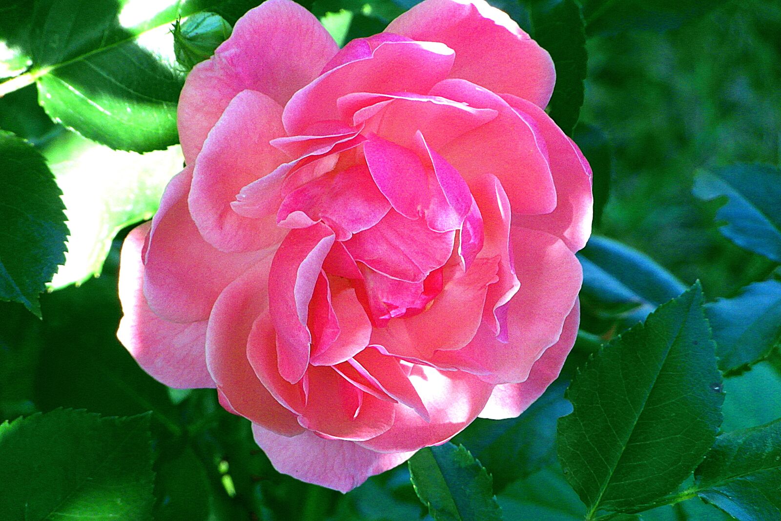 Samsung WB750 sample photo. Rose, flower, pink photography