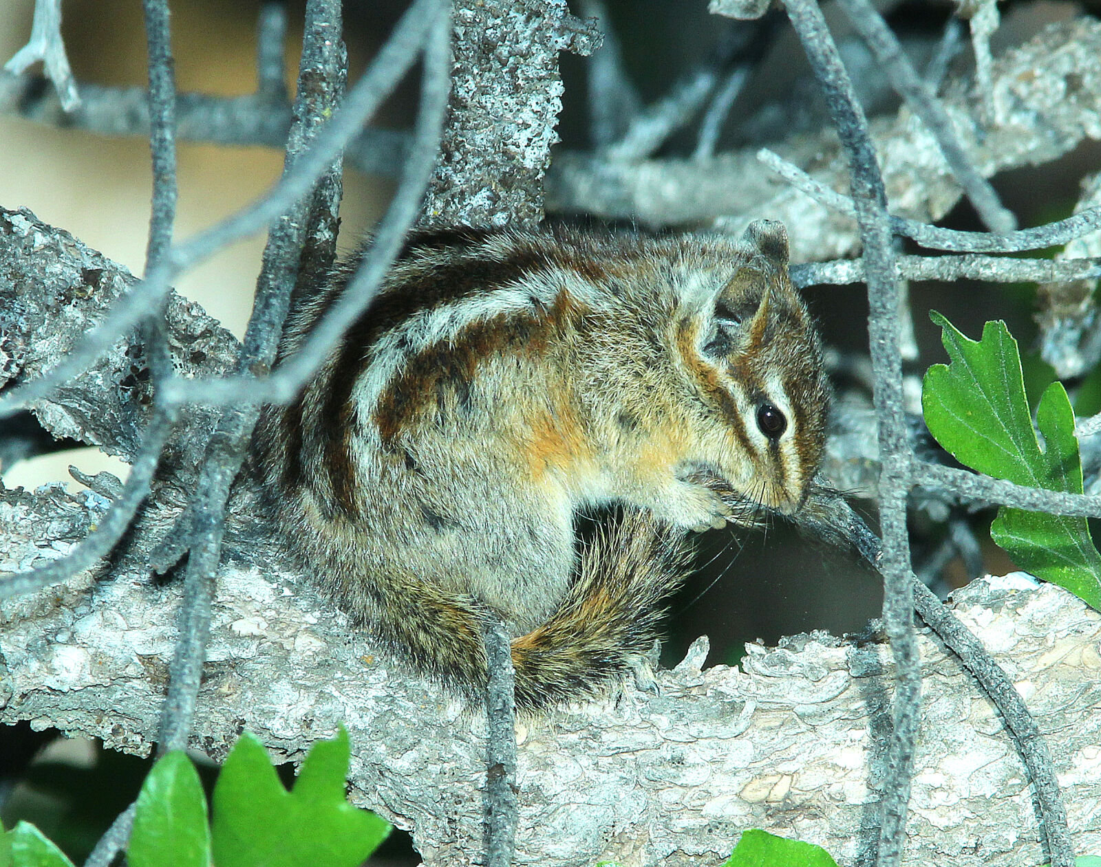 Canon EF 300mm F4L IS USM sample photo. Adorable, animal, close, up photography