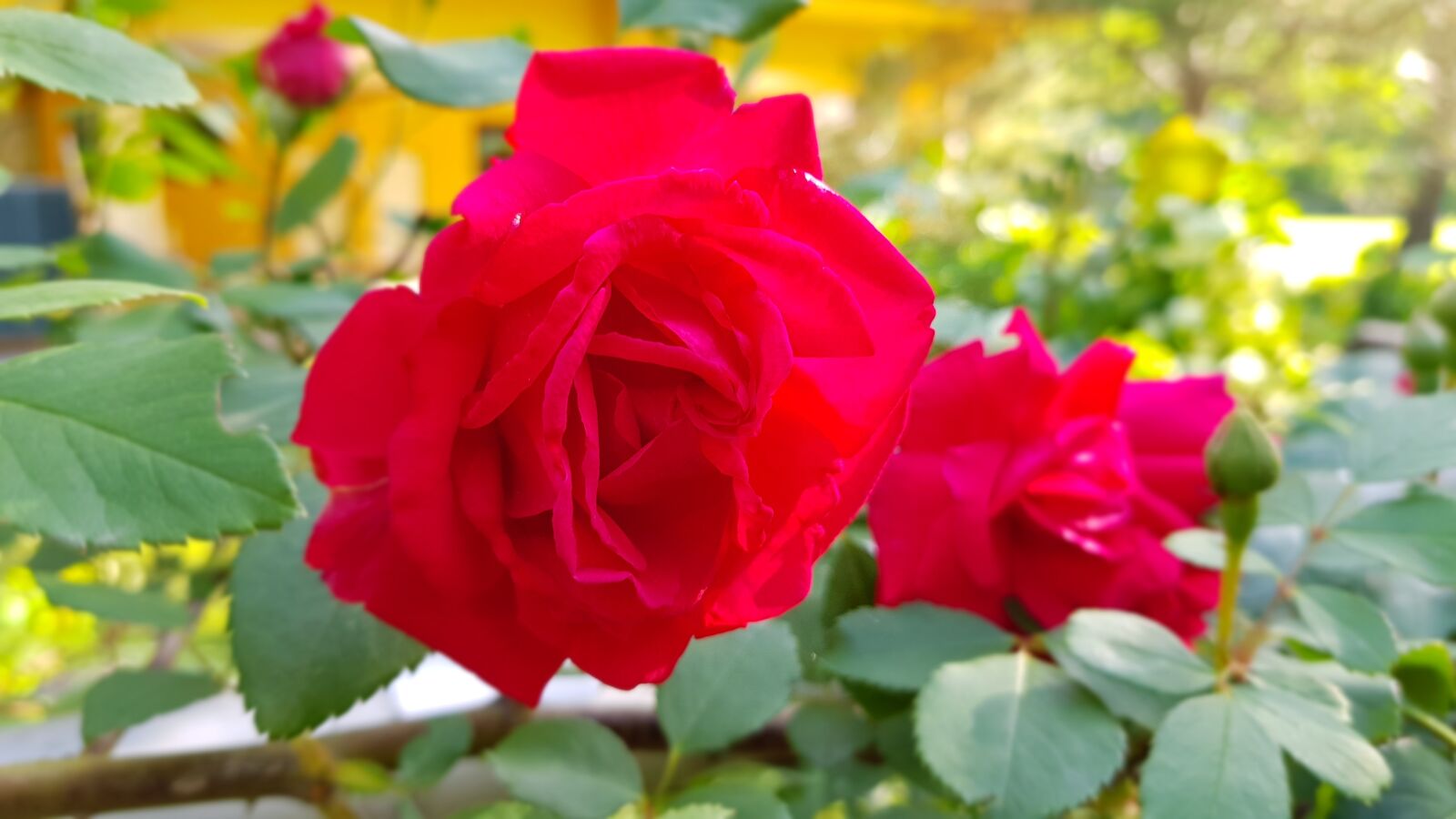 Samsung SM-N950N sample photo. East, korea, red rose photography
