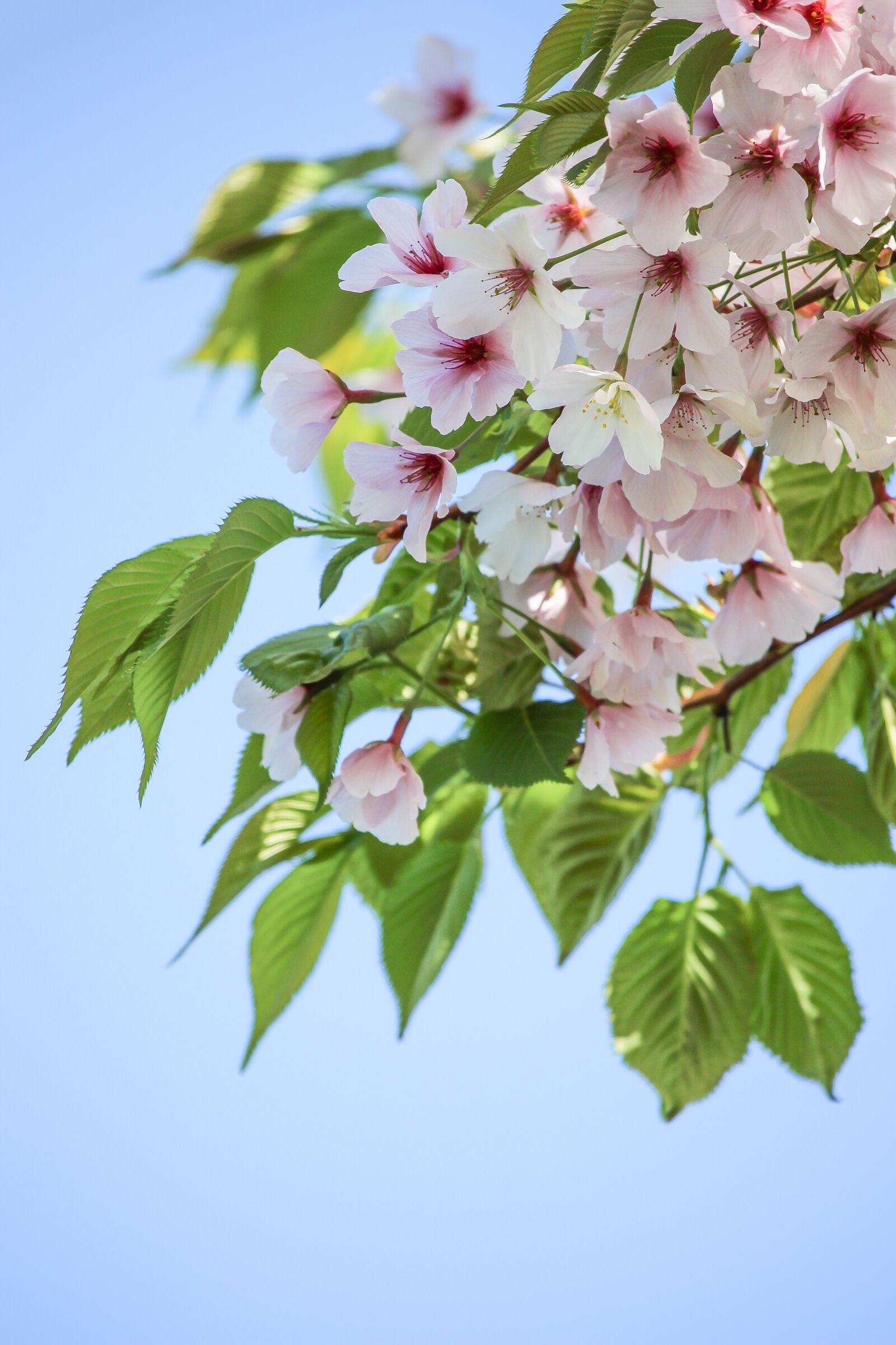 Canon EF-S 55-250mm F4-5.6 IS STM sample photo. Pink, cherry blossom, nature photography