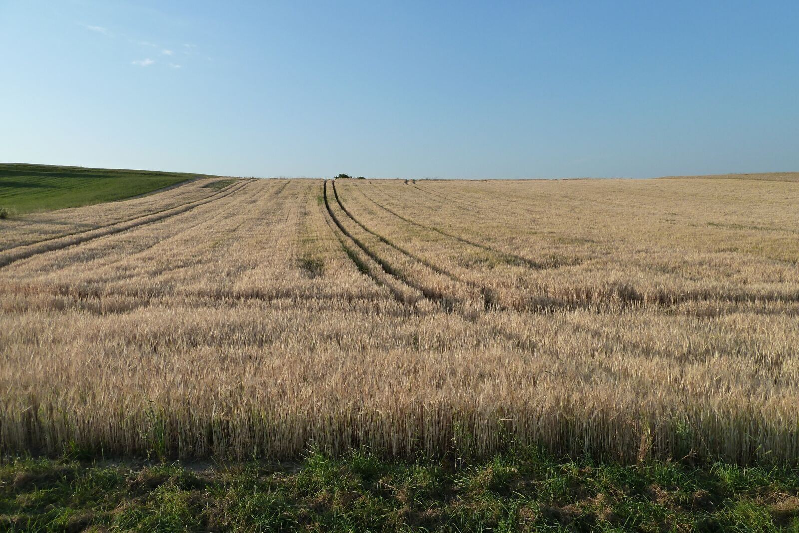 Panasonic Lumix DMC-ZS7 (Lumix DMC-TZ10) sample photo. Grain, field, cereals photography