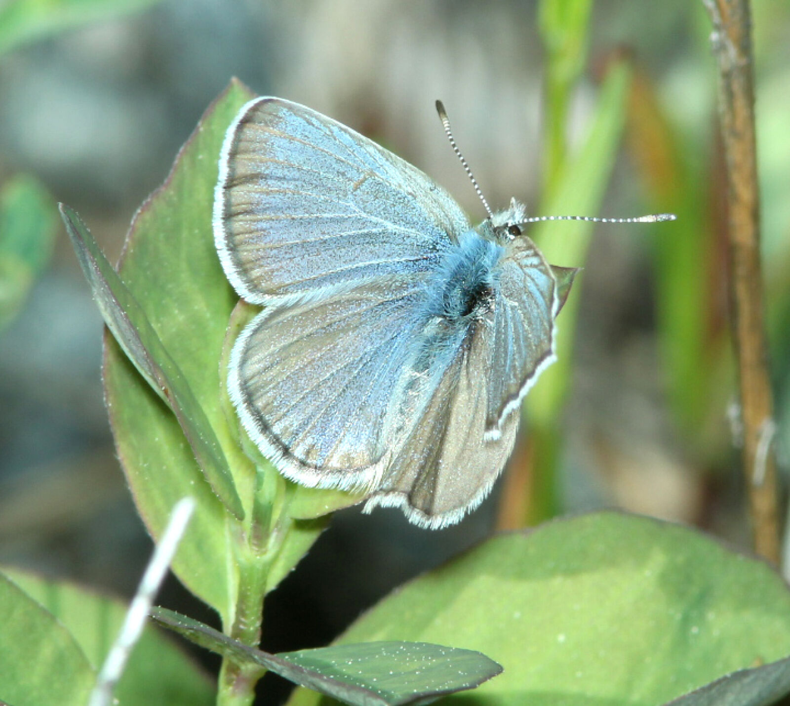 Canon EF 300mm F4L IS USM sample photo