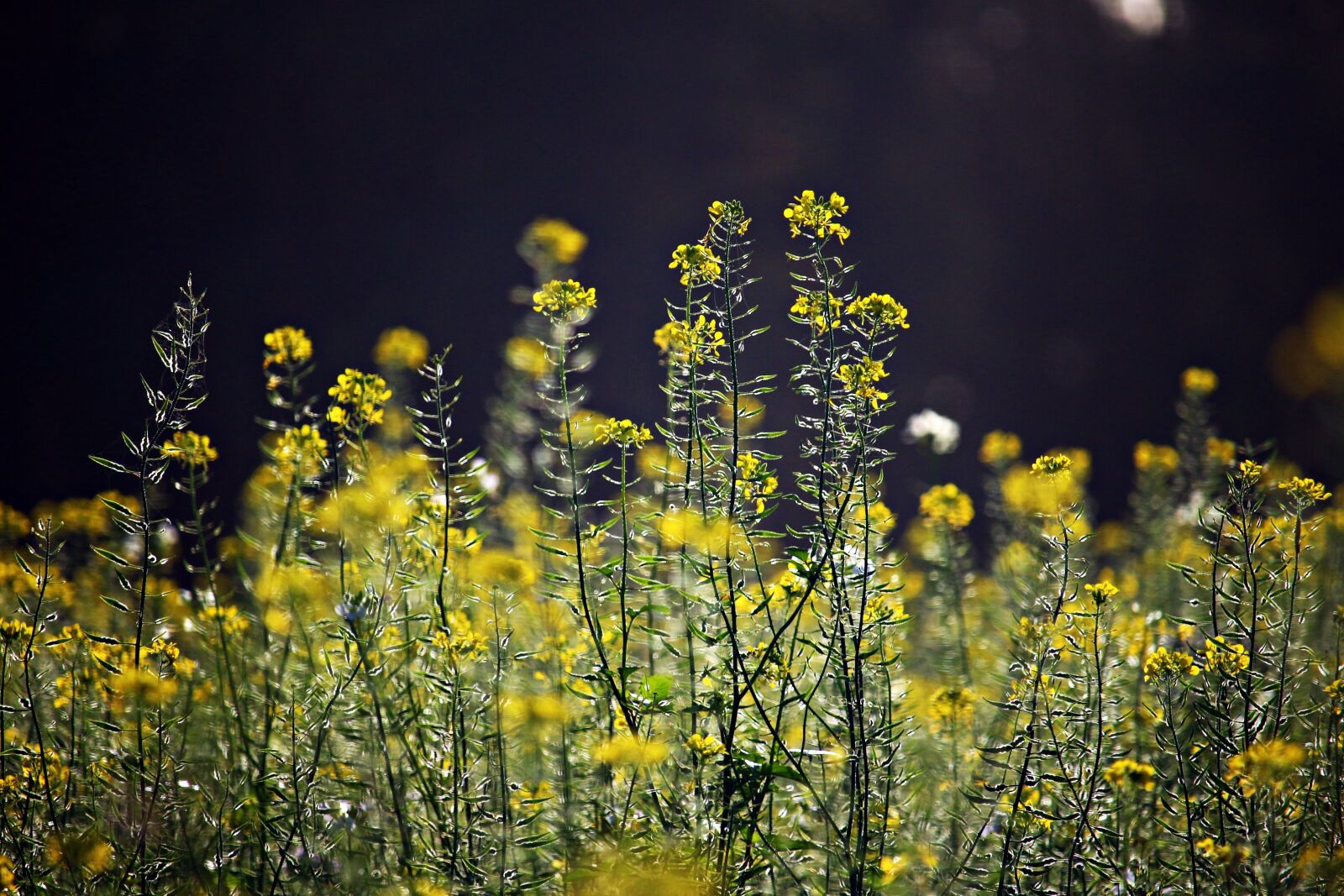 Canon EOS 100D (EOS Rebel SL1 / EOS Kiss X7) sample photo. Blossom, bloom, mustard photography