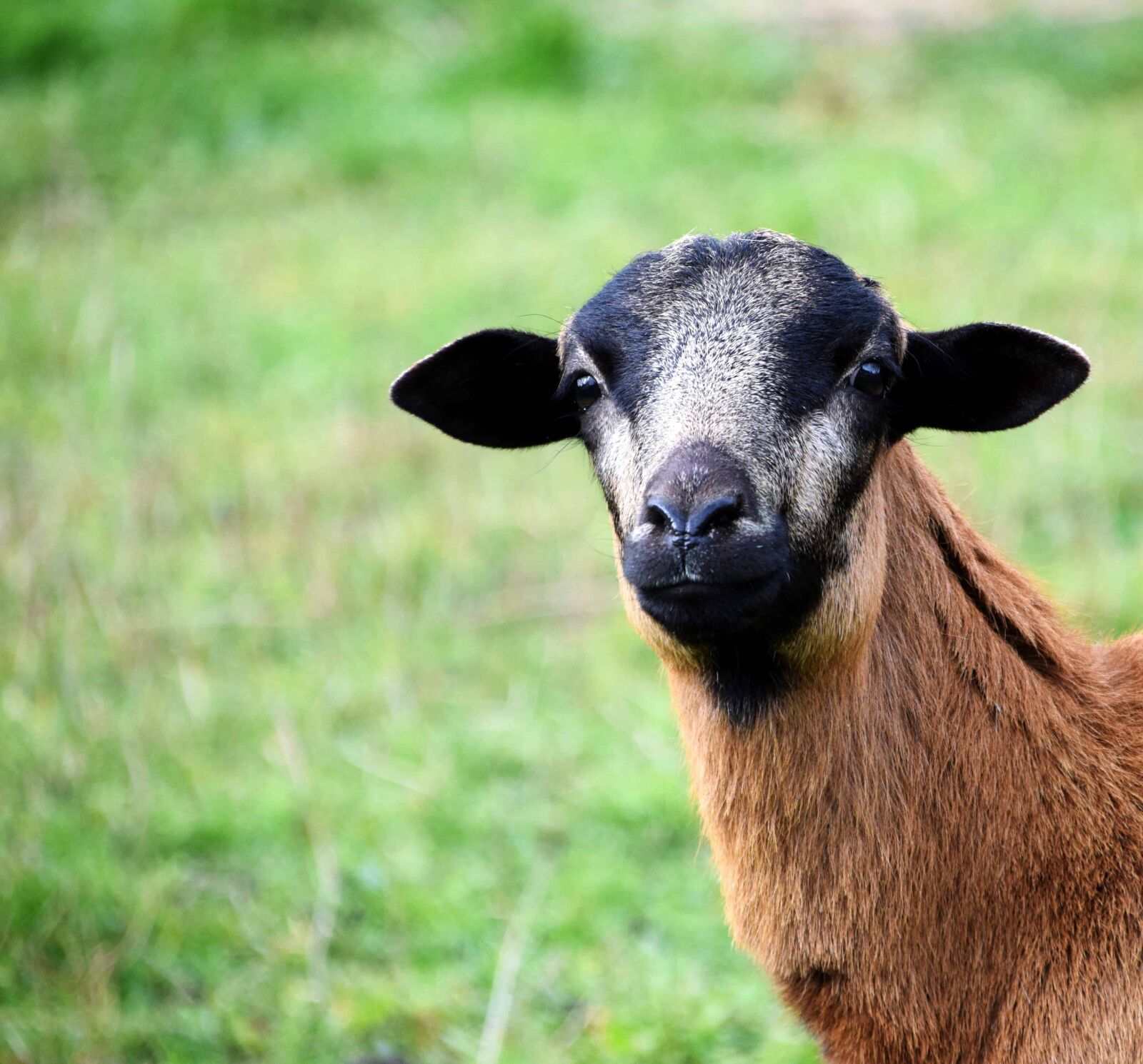 Nikon D3300 sample photo. Animal, grass, cute, goat photography