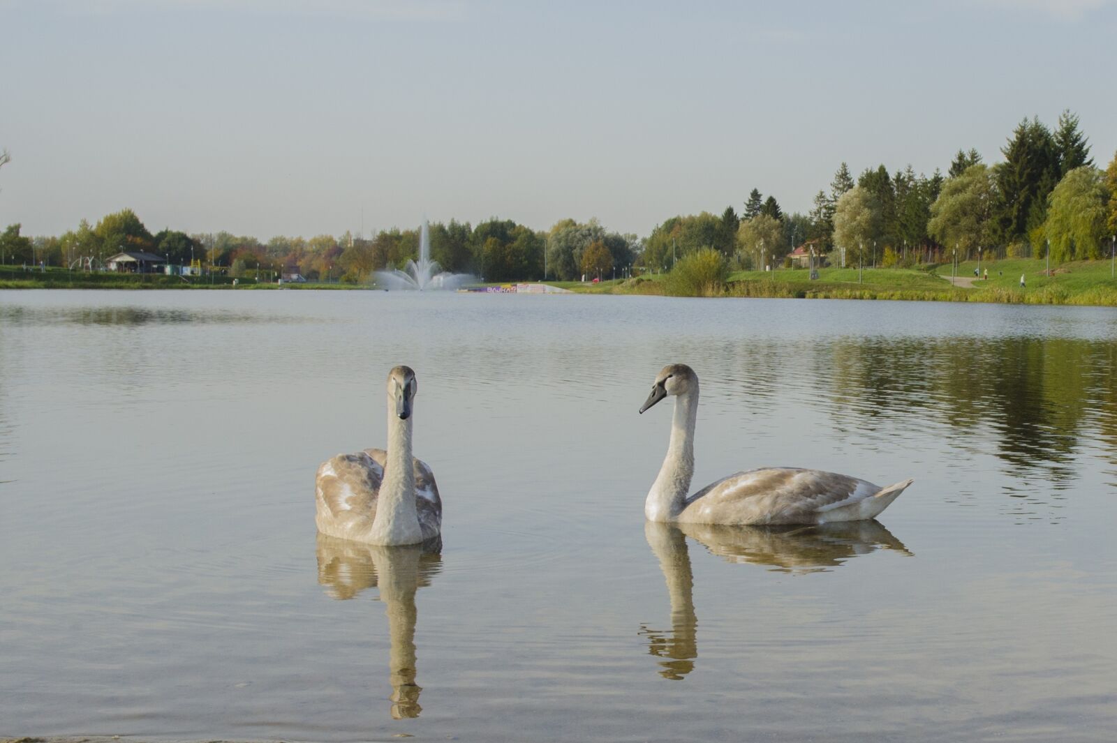 Nikon D7000 sample photo. Swans, lake, birds photography