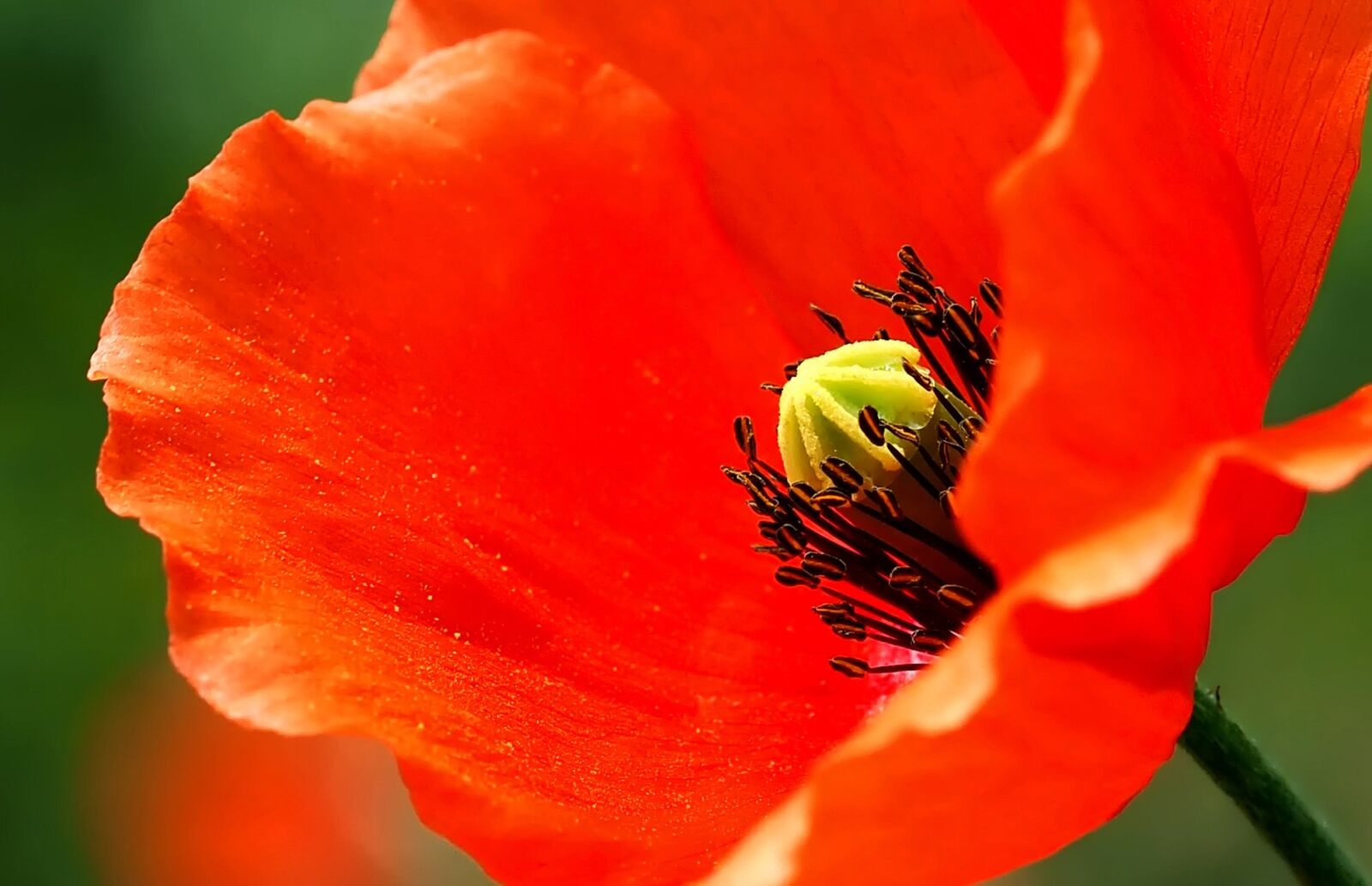 Olympus M.Zuiko Digital ED 60mm F2.8 Macro sample photo. Poppy, blossom, bloom photography