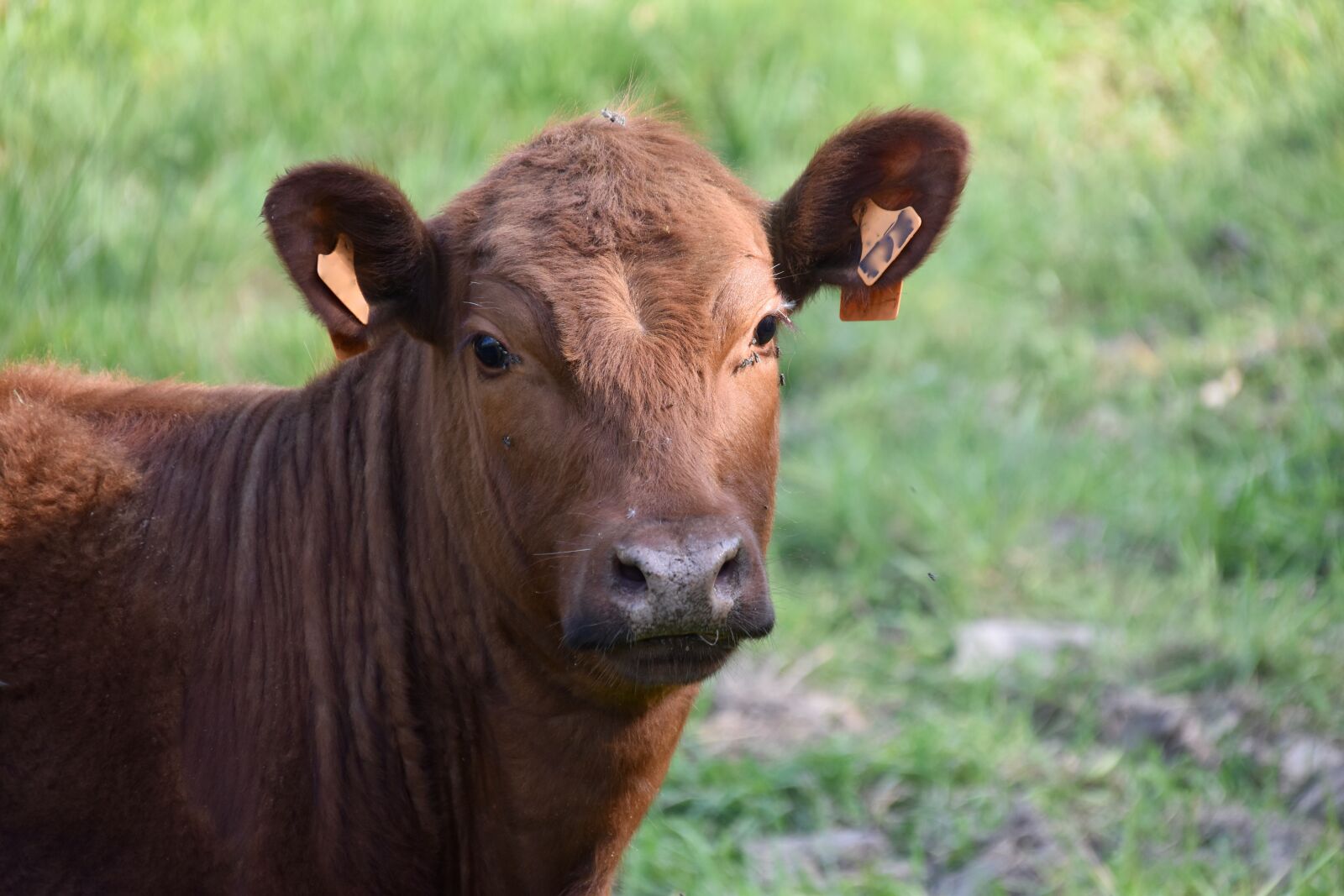 Nikon D5600 sample photo. Cow, brown cow, pasture photography