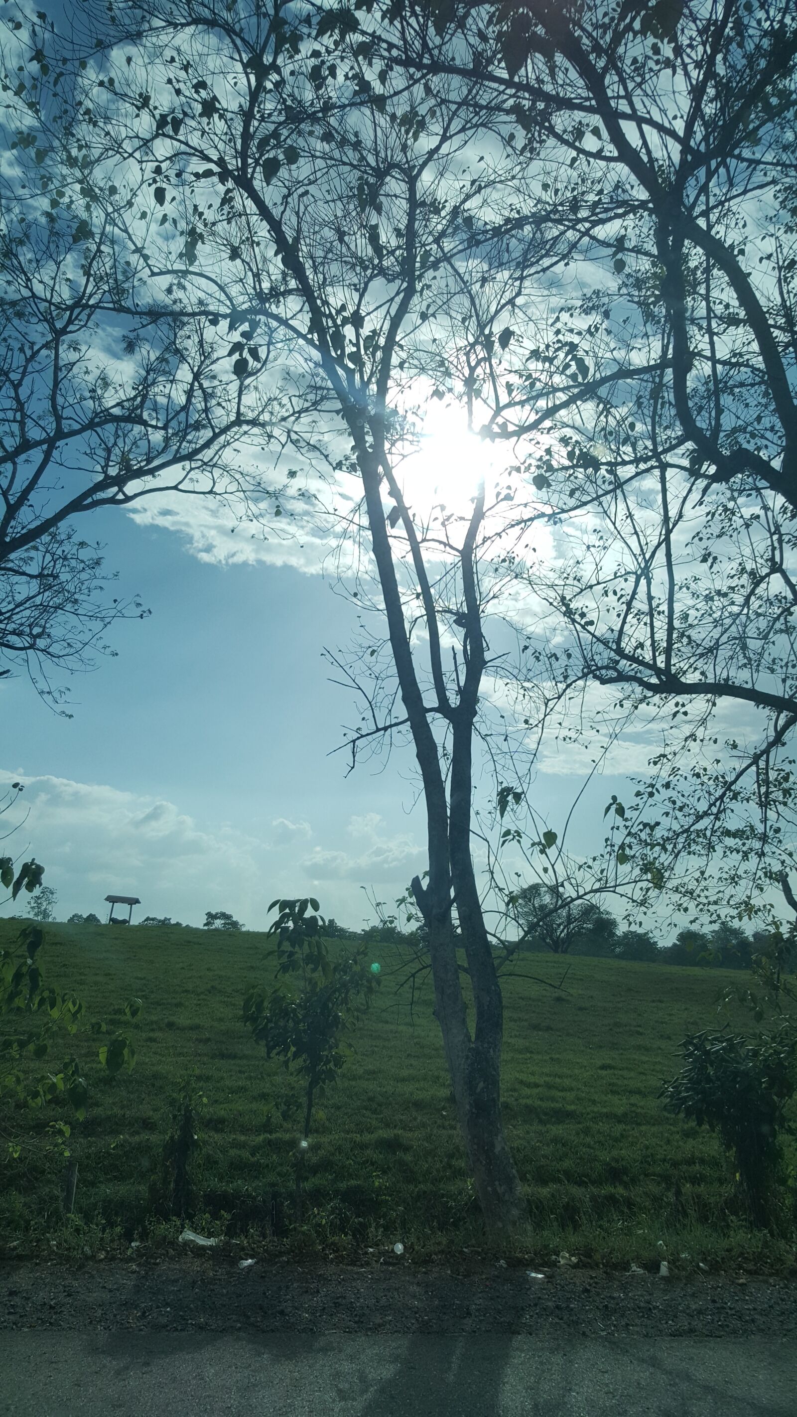 Samsung GALAXY S6 edge sample photo. Light, tree, sunset photography