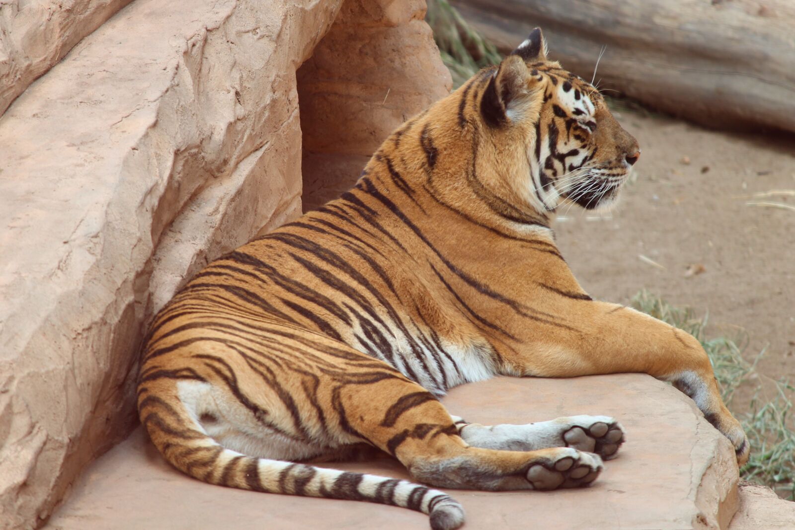 Canon EOS 1100D (EOS Rebel T3 / EOS Kiss X50) sample photo. Tiger, panthera tigris, big photography