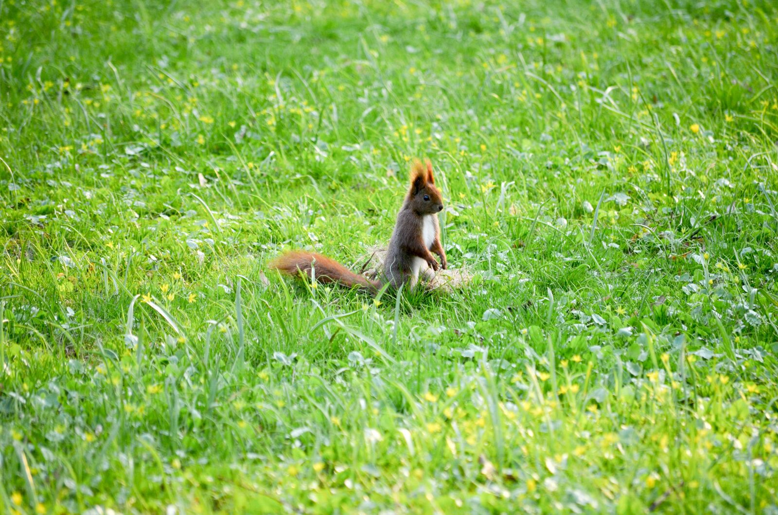 Nikon D5100 sample photo. Nature, grass, landscape photography