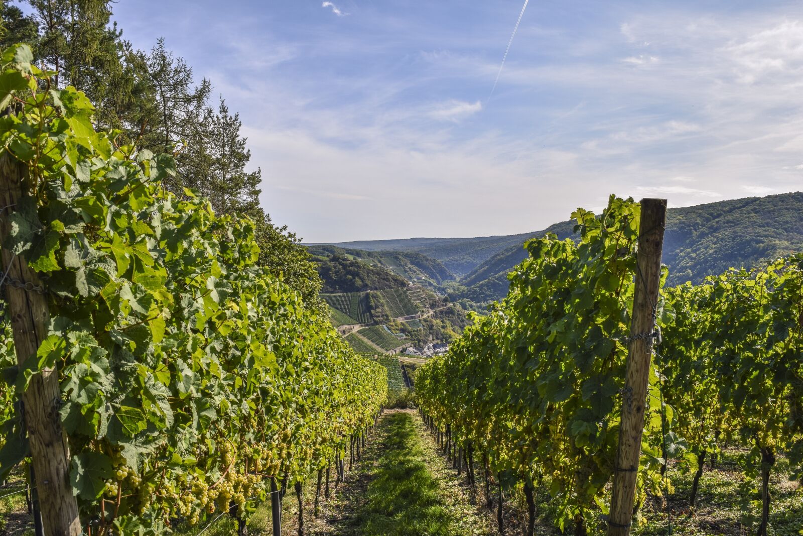 Nikon D3300 sample photo. Wine, grapes, fruit photography