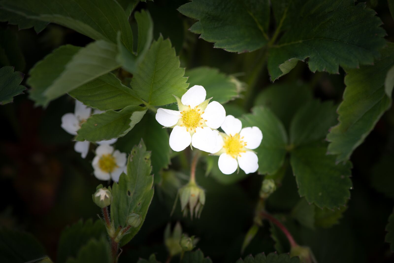 Nikon D750 sample photo. Strawberry flowers, flowers, strawberries photography