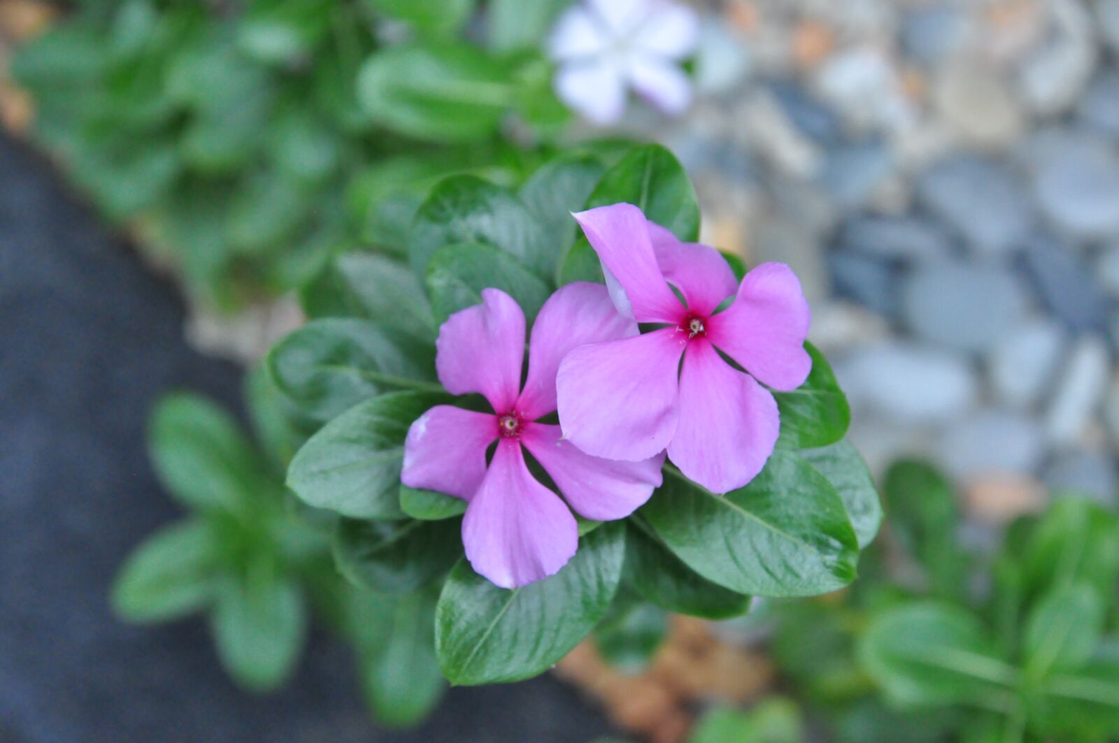 Nikon D90 sample photo. Periwinkle, plant, blossom photography
