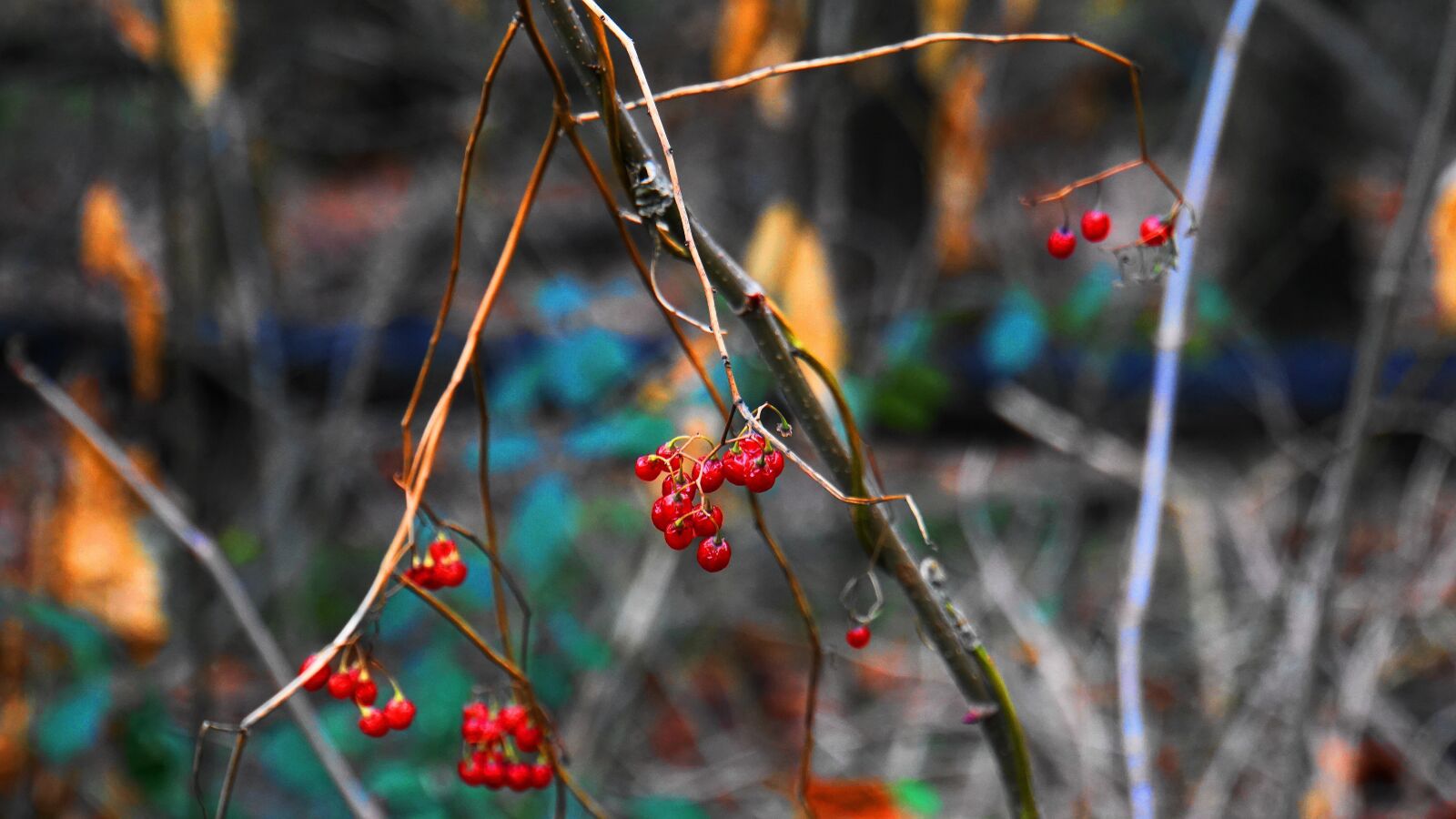 Sony E 18-200mm F3.5-6.3 OSS LE sample photo. Fruits of the forest photography