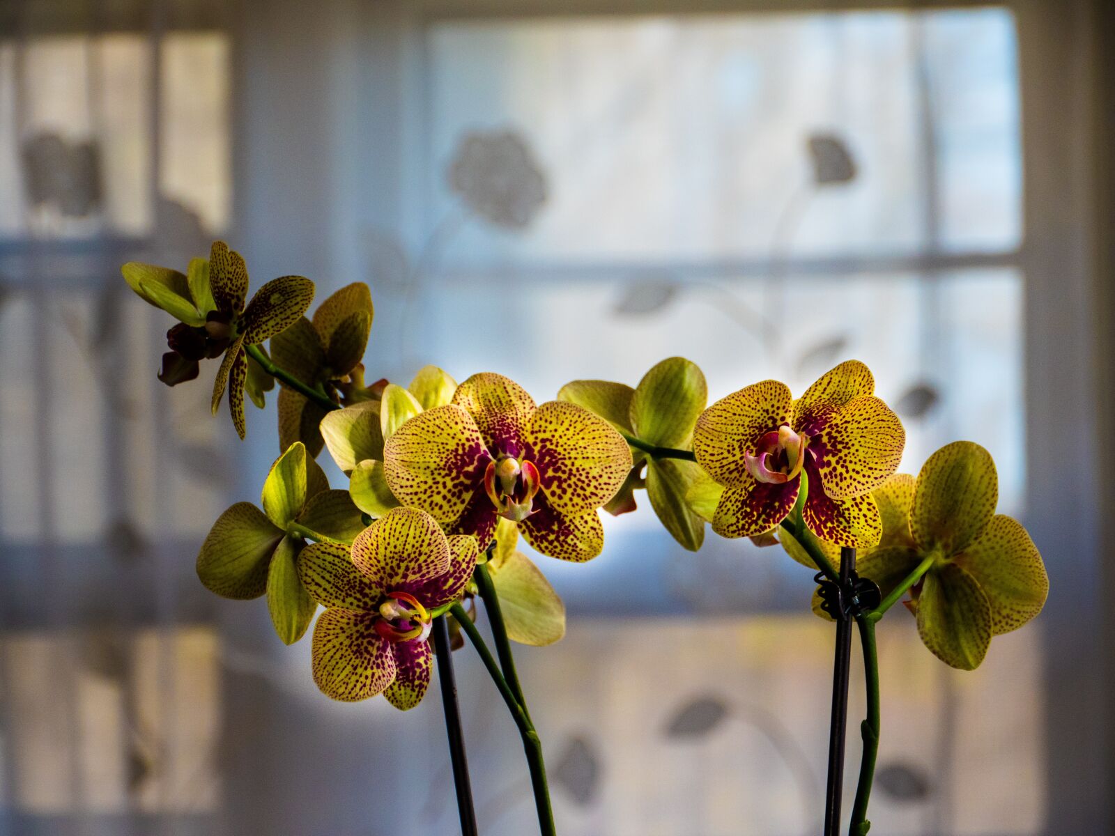 Panasonic Lumix DC-G9 sample photo. Orchid, flower, flora photography