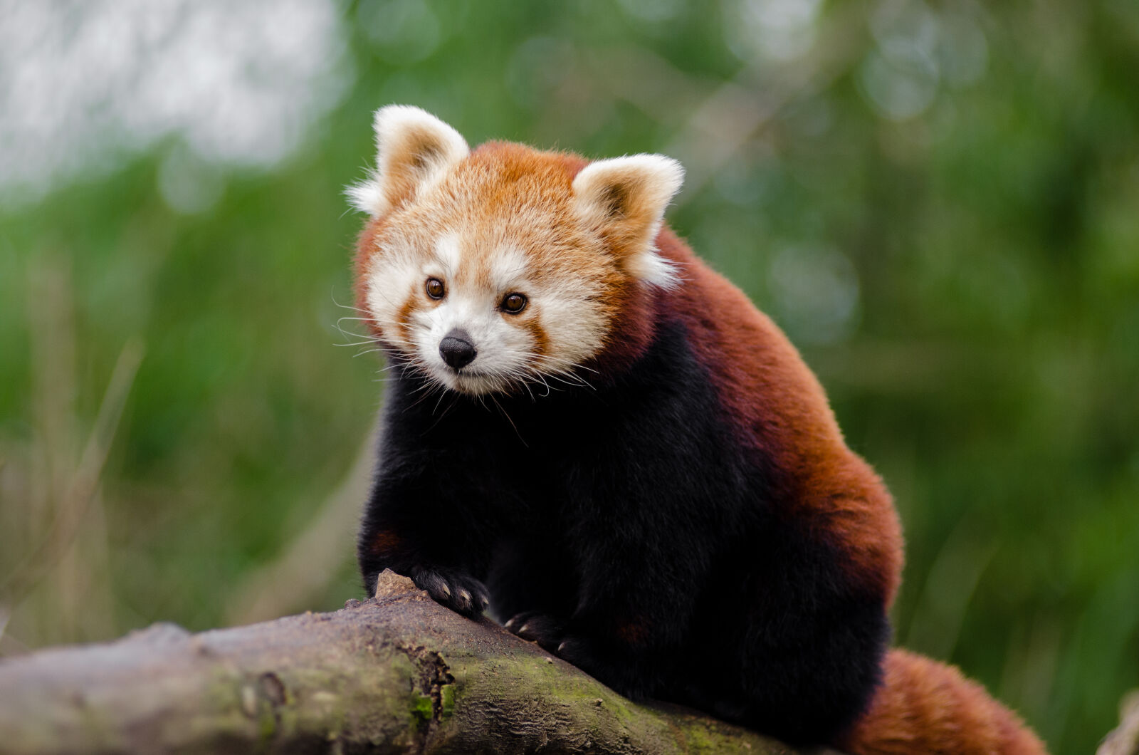 AF Zoom-Nikkor 80-200mm f/2.8 ED sample photo