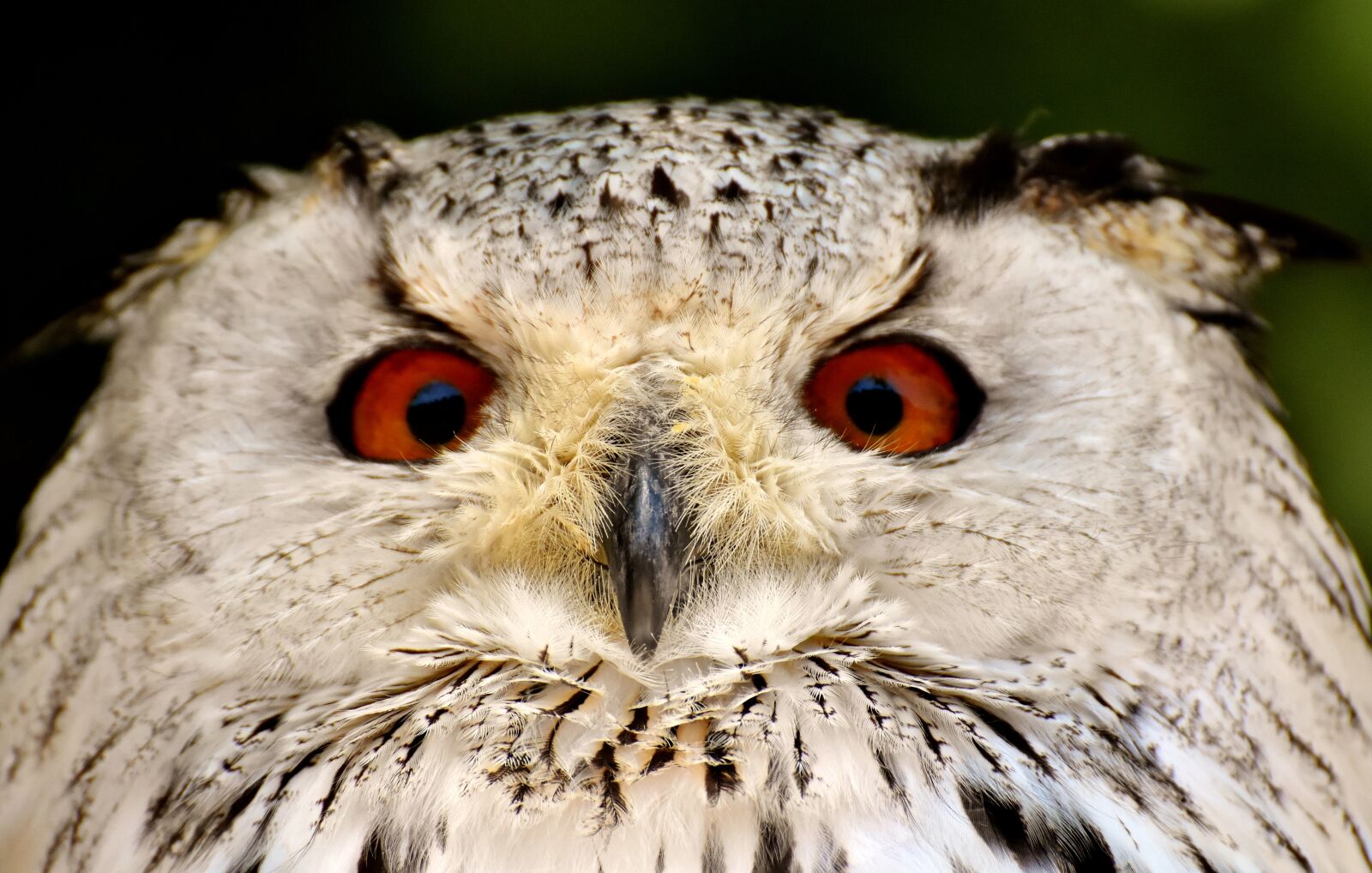 Nikon D7200 sample photo. Owl, bird, feather photography