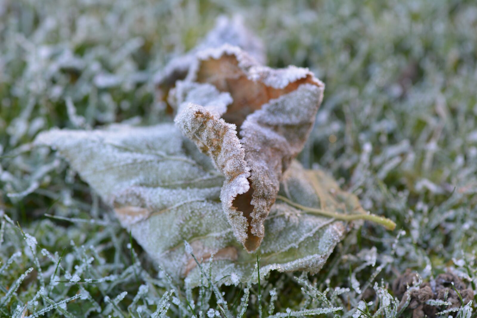 Nikon D5200 sample photo. Leaf, frozen, cold photography