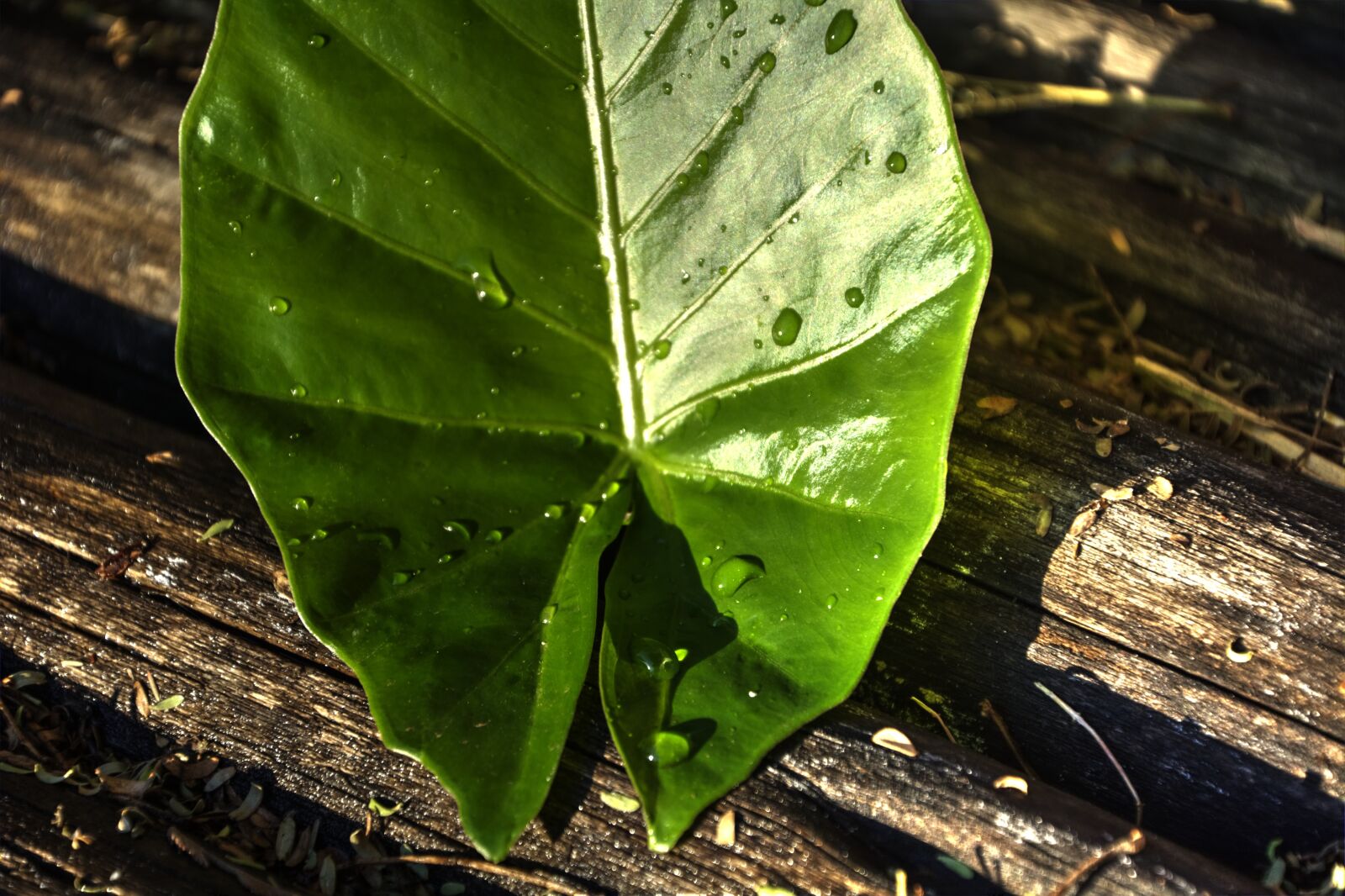 Nikon D5200 sample photo. Leaf, green, lines photography