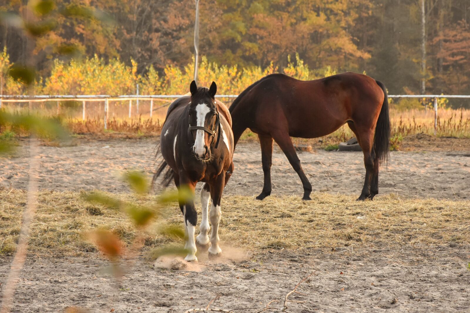 Nikon D7200 sample photo. Horses, summer, animals photography