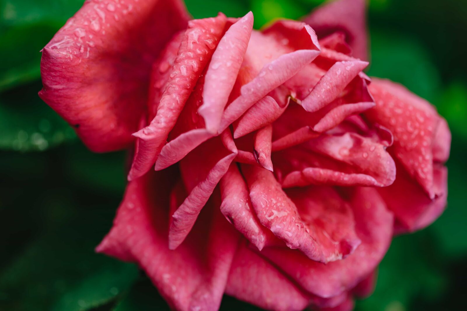 Canon EF 100mm F2.8 Macro USM sample photo. Dew, moisture, roses, wet photography
