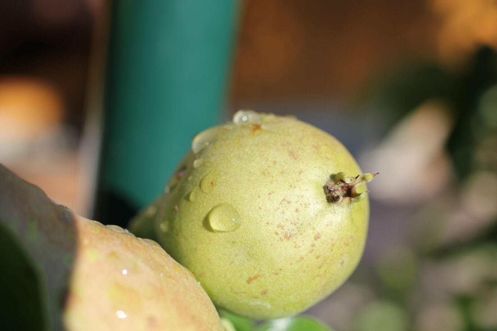 Canon EOS 550D (EOS Rebel T2i / EOS Kiss X4) sample photo. Fruit, pear, immature photography