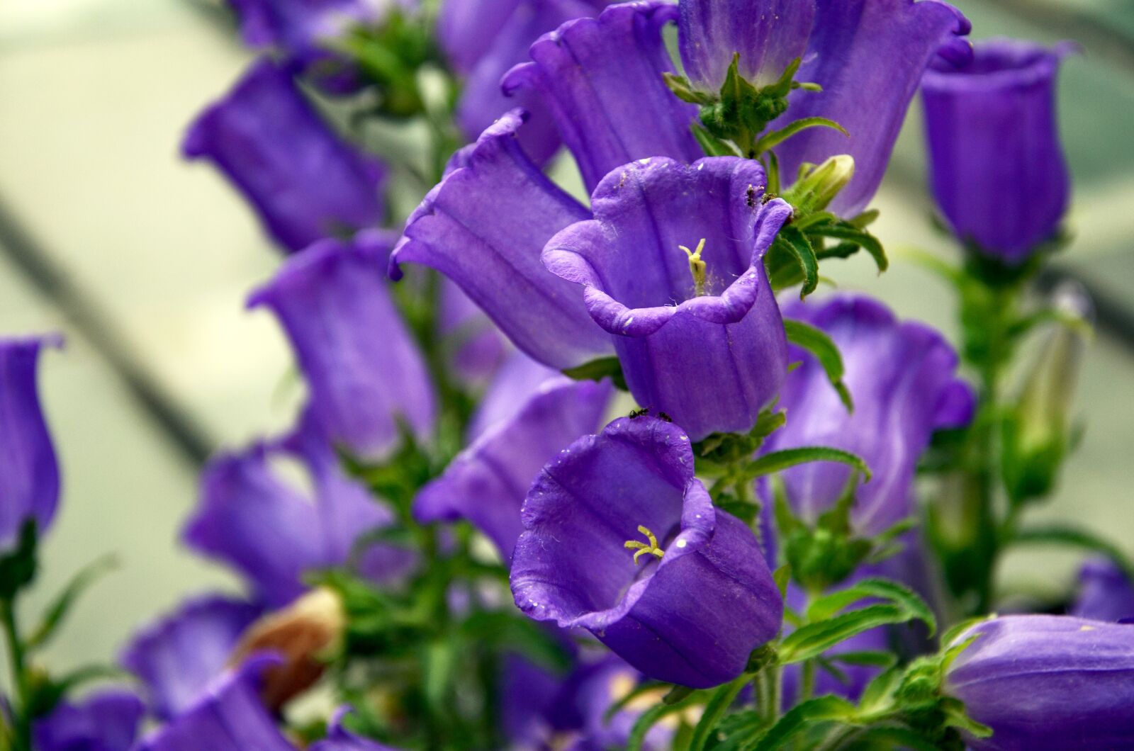 Nikon D7000 sample photo. Flower, purple flowers, plant photography