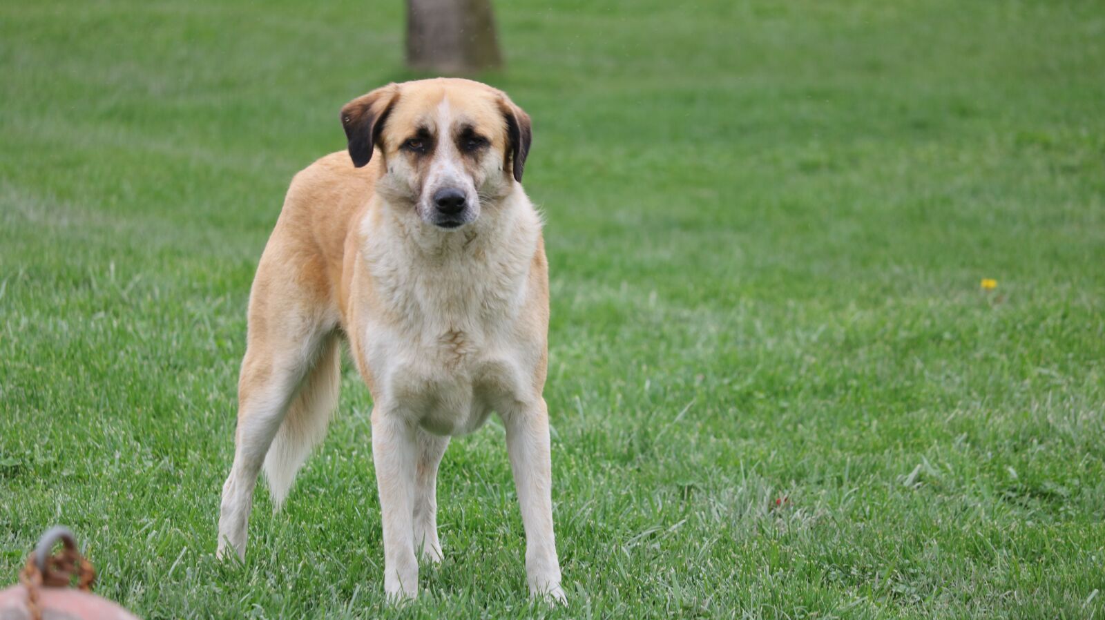 Canon EOS 750D (EOS Rebel T6i / EOS Kiss X8i) sample photo. Grass, animals, dog photography