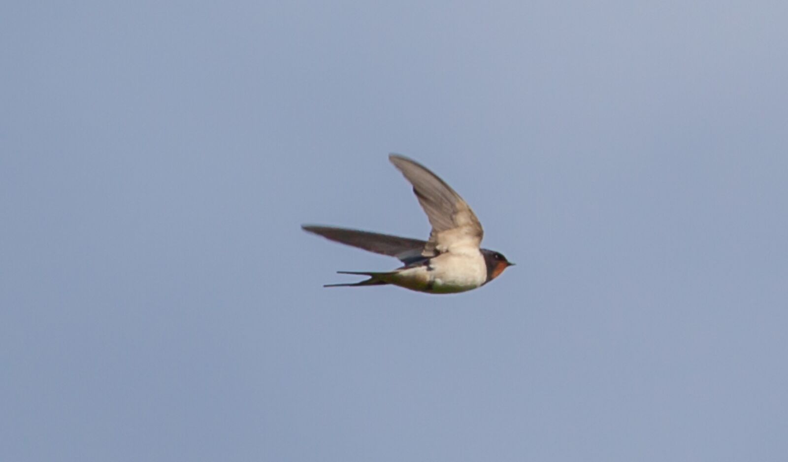 Canon EOS 5D Mark II + Canon EF 100-400mm F4.5-5.6L IS II USM sample photo. European swallow, swallow, swallow photography