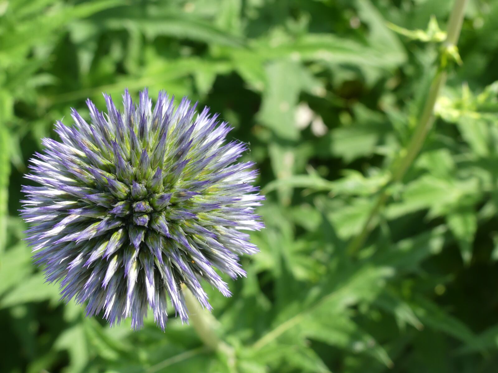 Panasonic Lumix DMC-FZ300 sample photo. Globe thistle, plant, nature photography