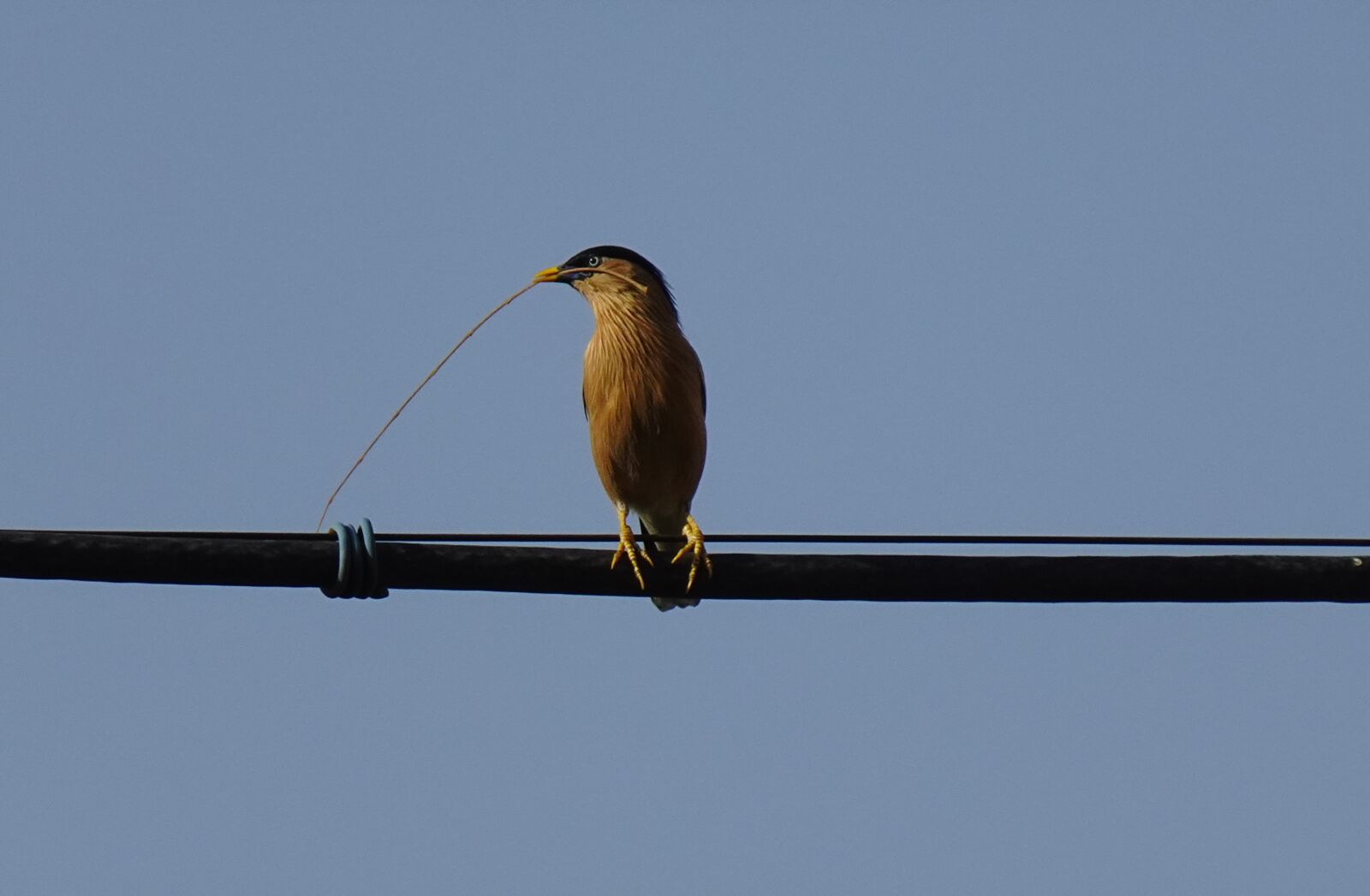 Sony DSC-WX800 sample photo. Bird, aves, brahminy myna photography