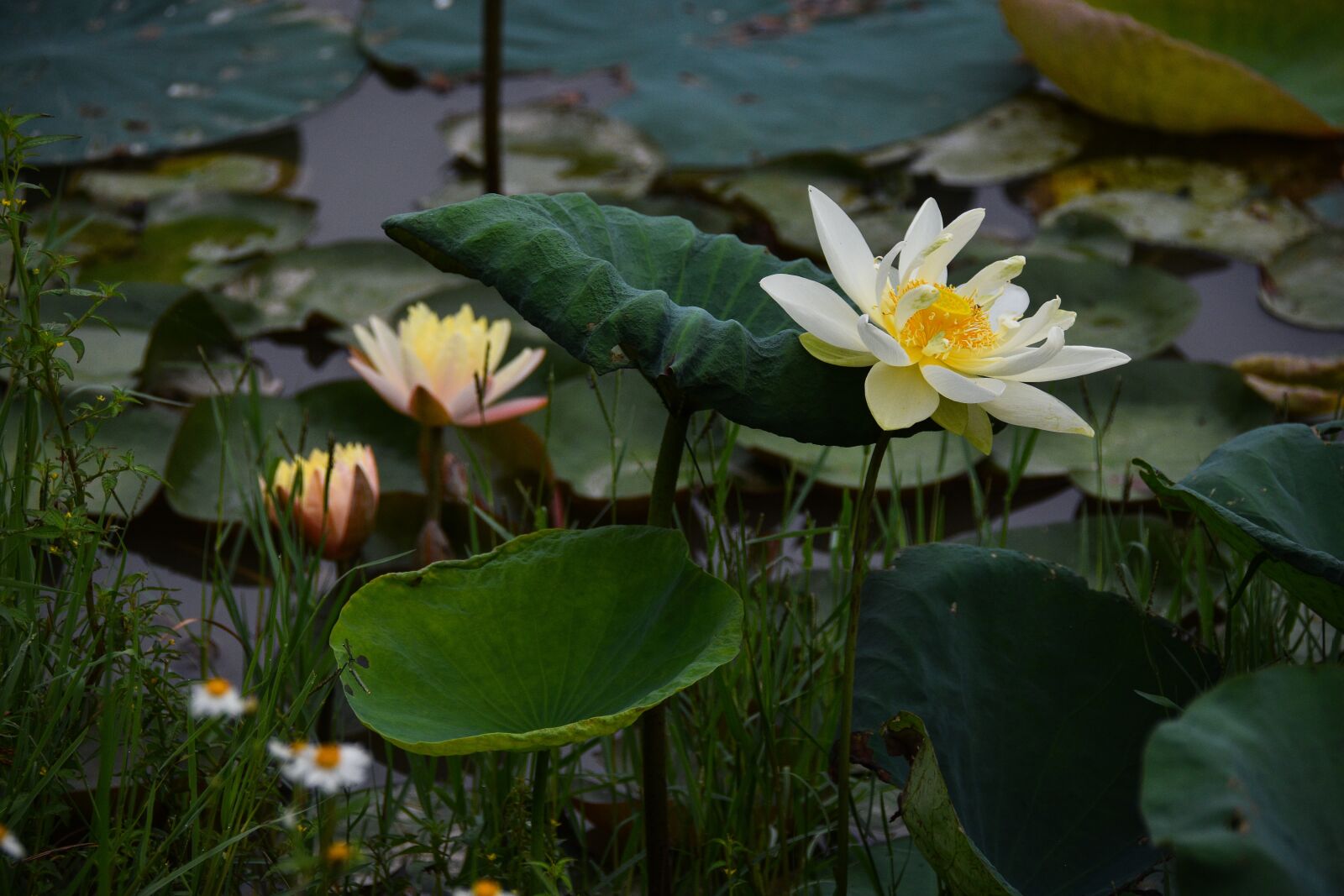 Nikon D7200 sample photo. Lotus, pond, lake photography
