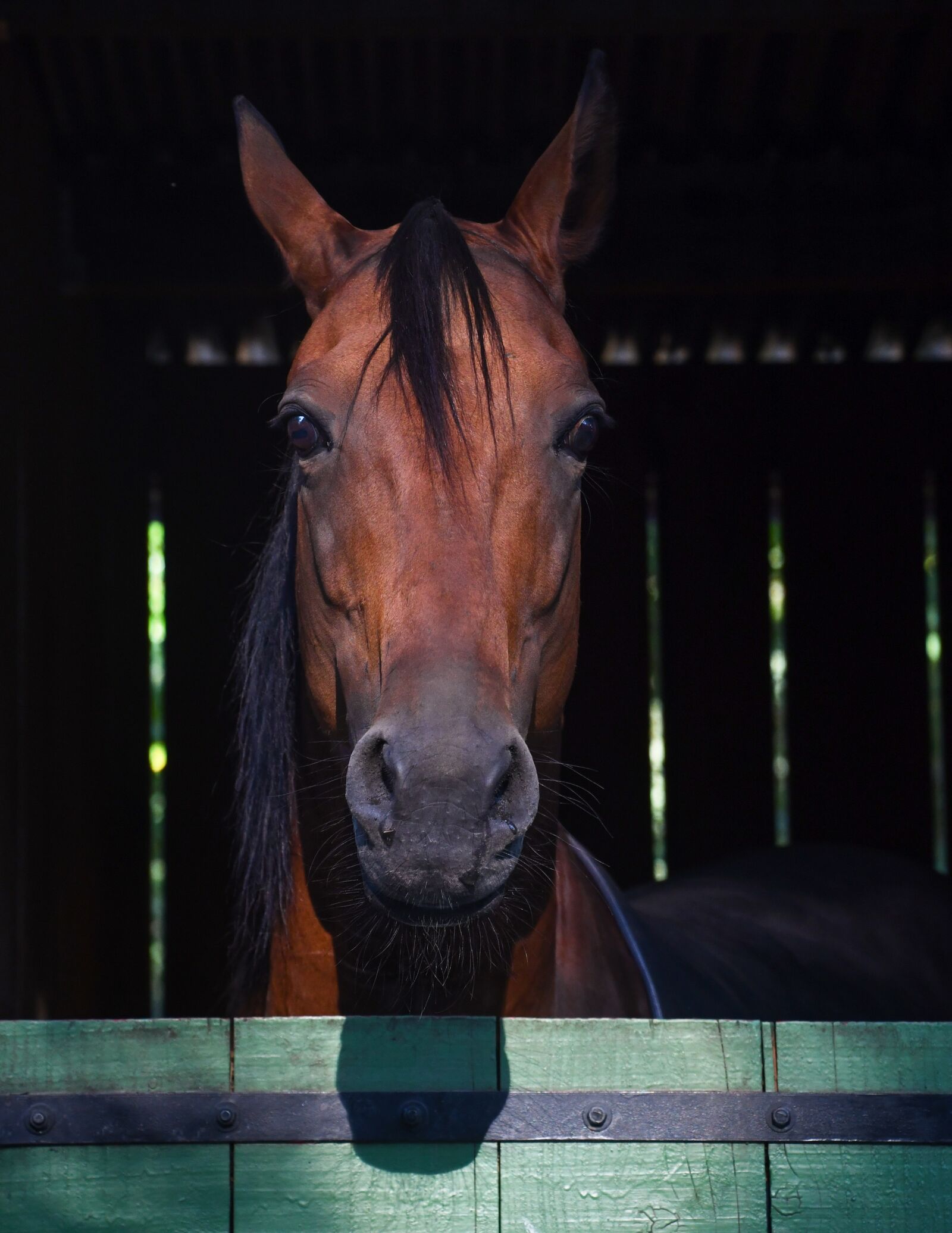 Nikon D500 sample photo. Horse, head, portrait photography