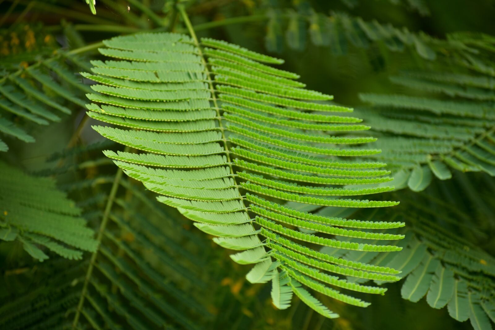 Nikon D5600 sample photo. Peacock flower leaf, fern photography