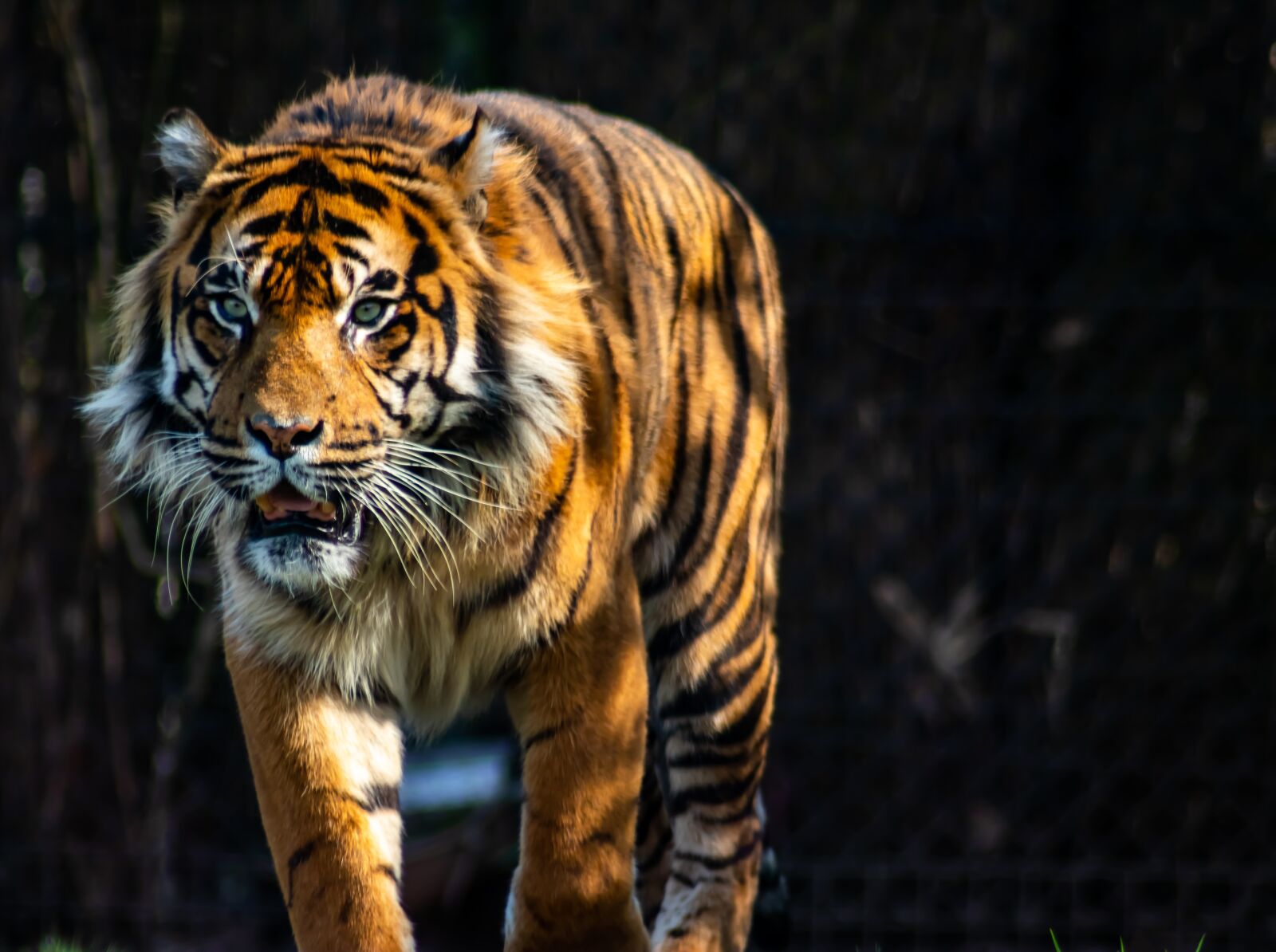 Tamron AF 70-300mm F4-5.6 Di LD Macro sample photo. Tiger, predator, zoo arnhem photography