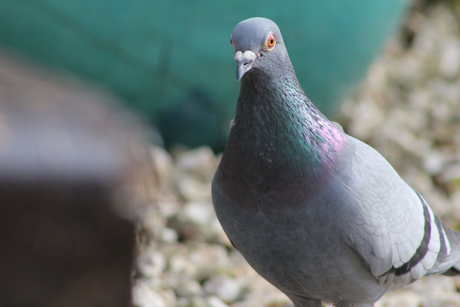 Canon EOS 550D (EOS Rebel T2i / EOS Kiss X4) sample photo. Pigeon, bird, feather photography