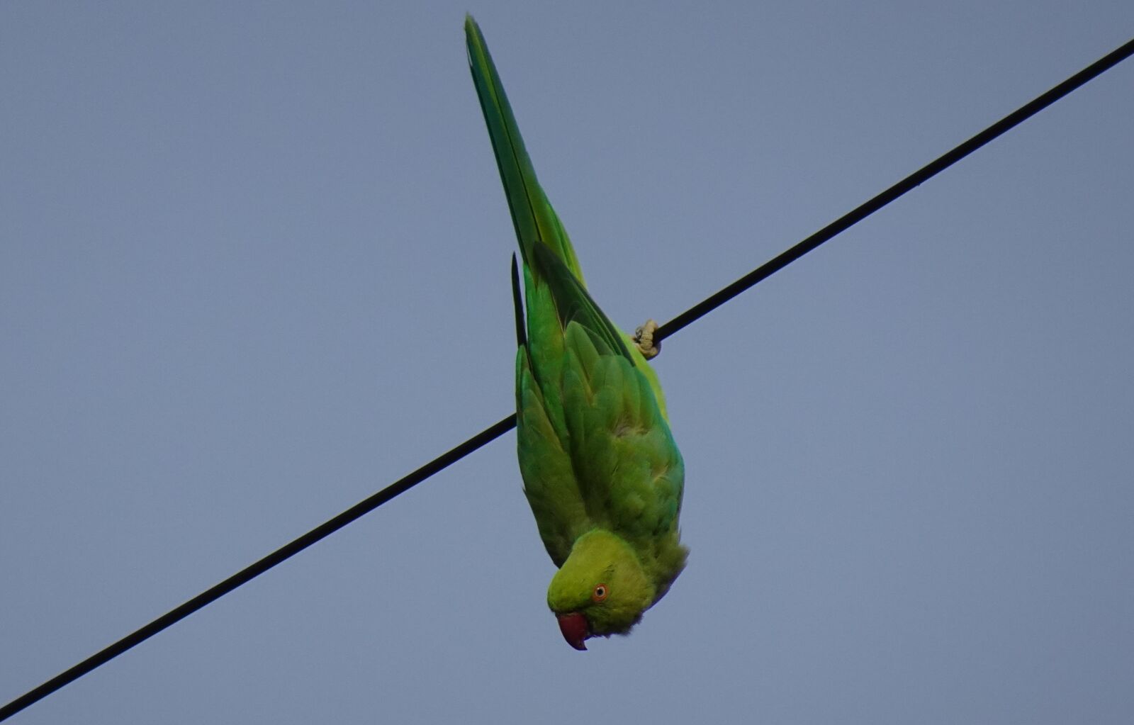 Sony DSC-WX800 sample photo. Bird, parakeet, green photography