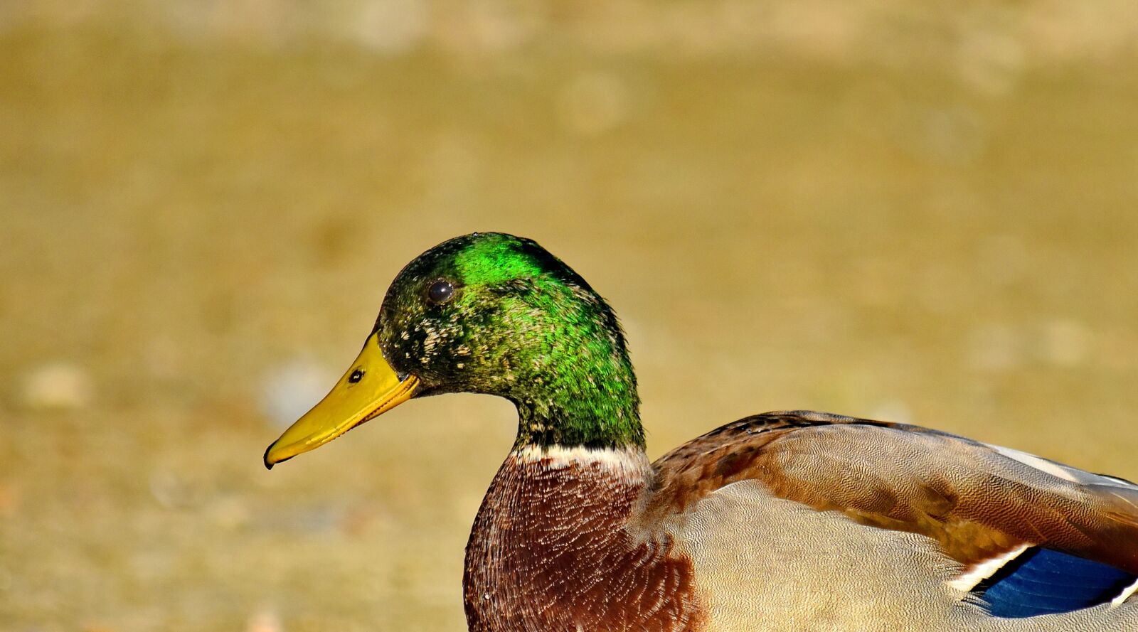 Nikon D5500 sample photo. Beak, close-up, colorful, head photography