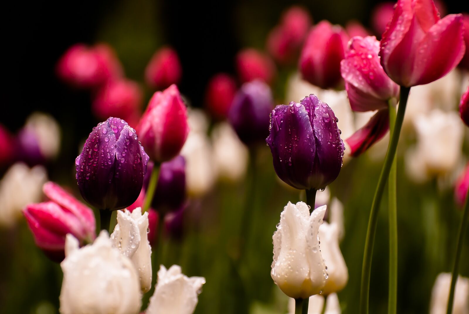 Nikon D60 sample photo. Tulip, rain, flowers photography