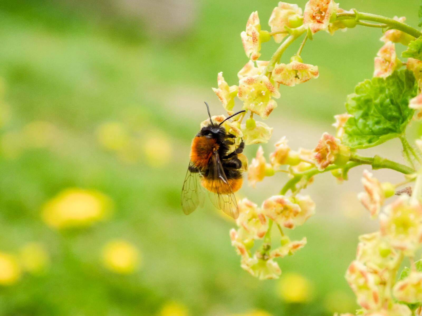 Nikon COOLPIX L340 sample photo. Bee, meadow, spring photography