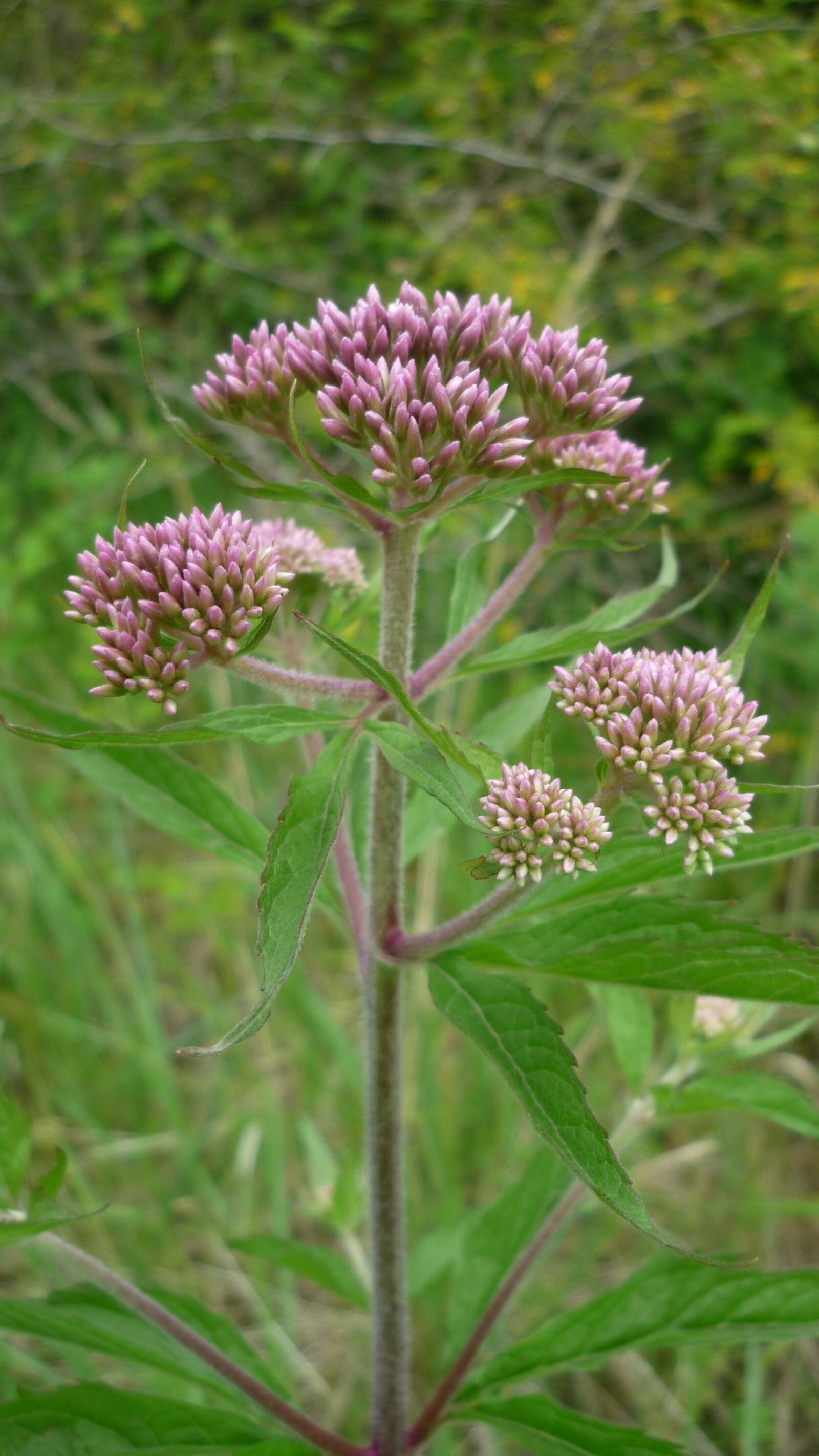 Panasonic Lumix DMC-FS6 sample photo. Valerian, high perennial, german photography