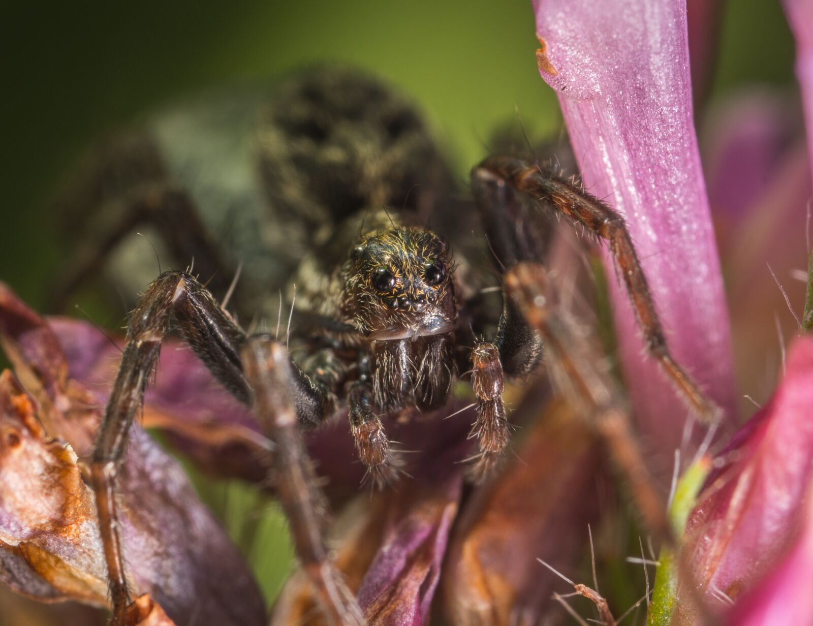 Sony a7R II sample photo. Spider, a spider-like insect photography